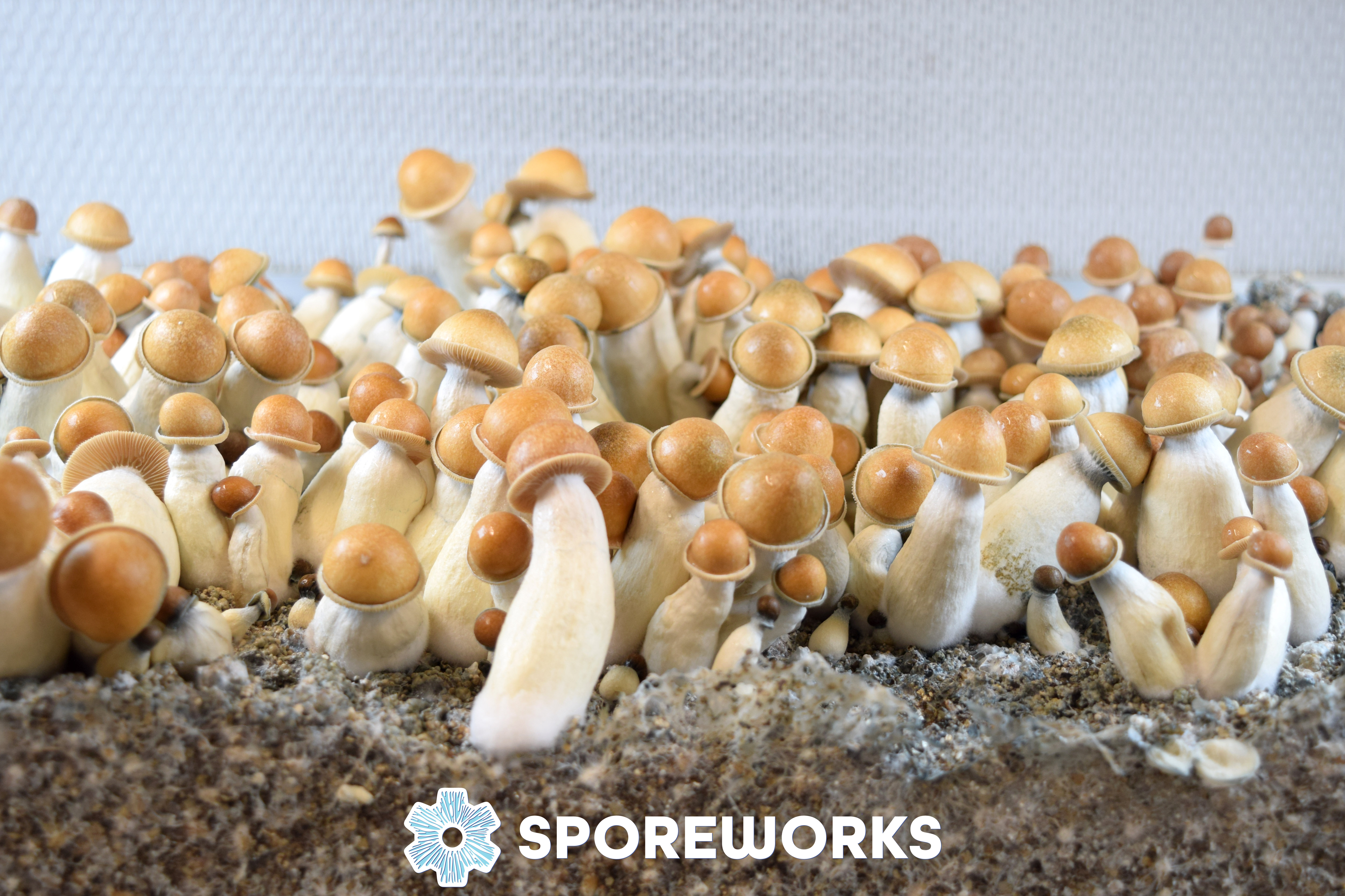 Psilocybe cubensis : Penis Envy PE Isolated Syringe