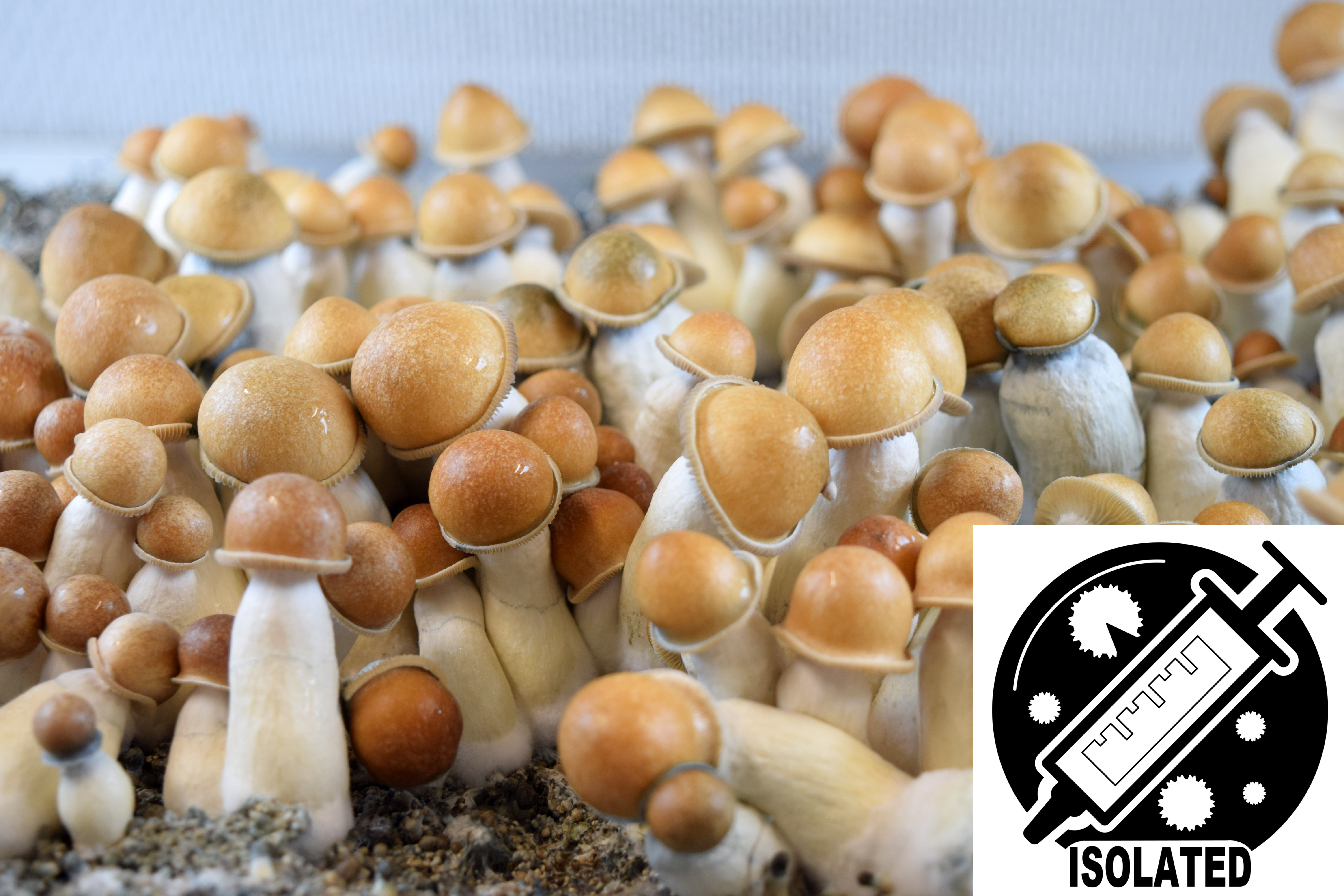 Psilocybe cubensis : Penis Envy Spore Isolate