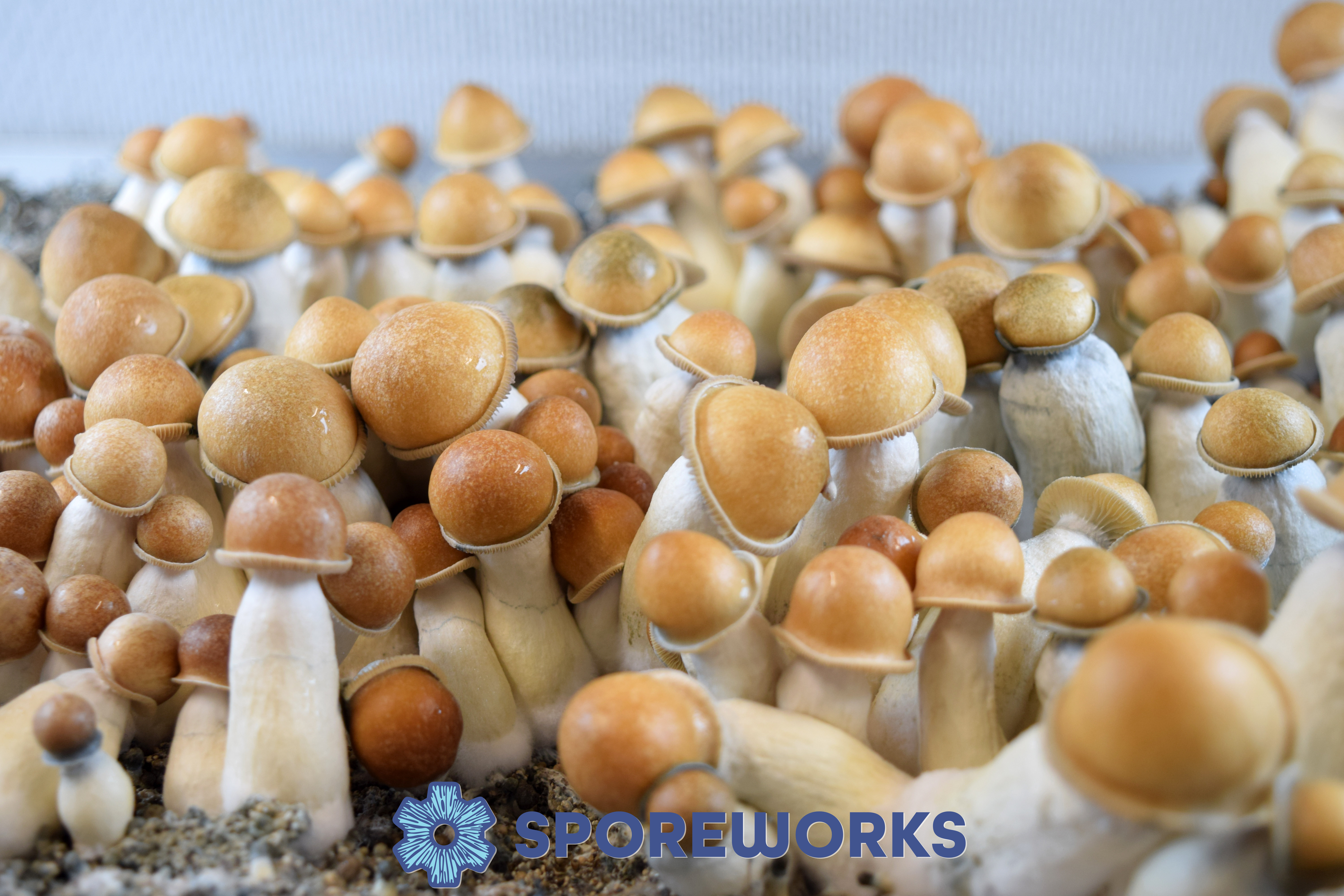 Psilocybe cubensis : Penis Envy PE