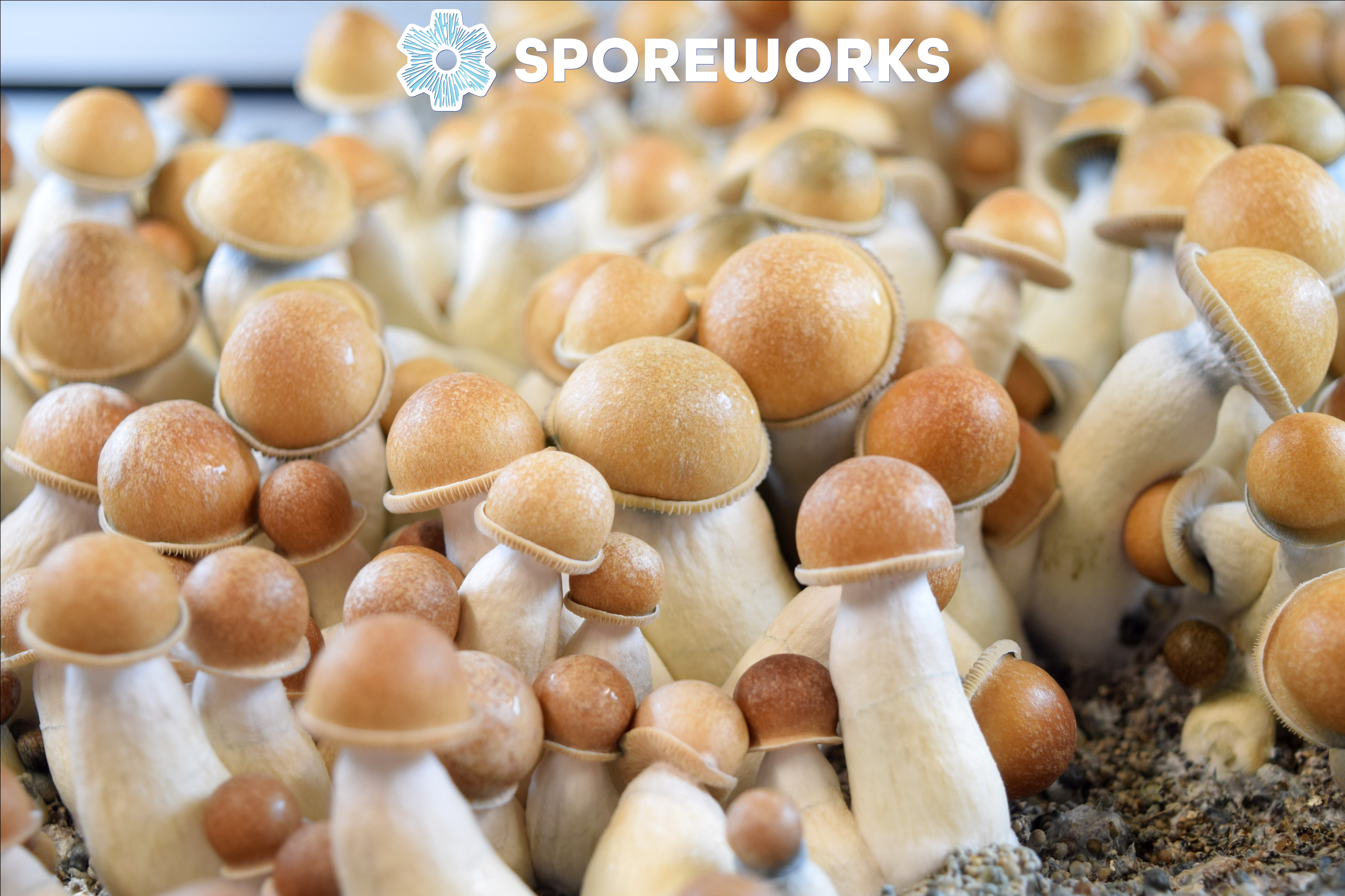 Psilocybe cubensis : Penis Envy PE Spore Isolate Syringe