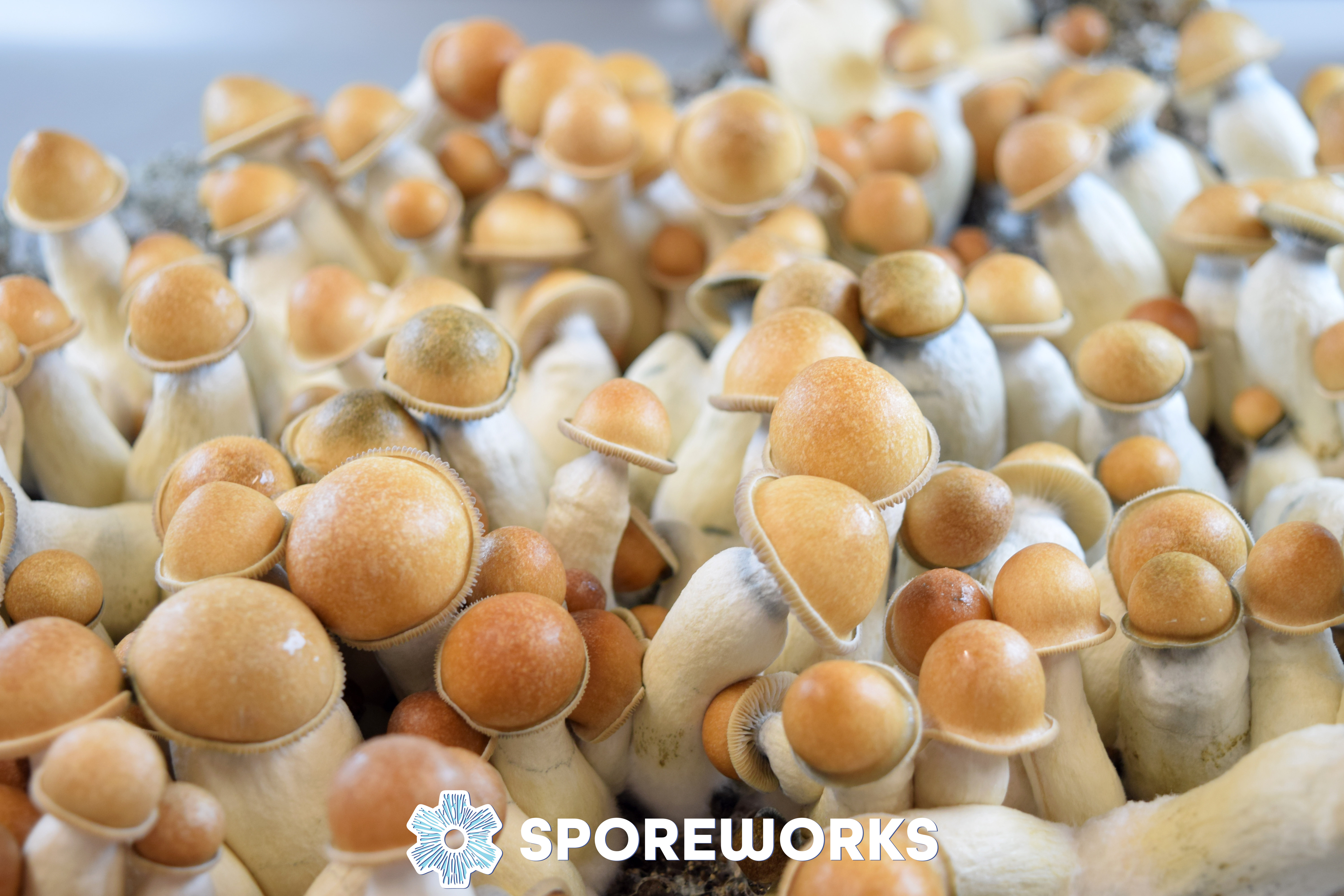 Psilocybe cubensis : Penis Envy PE Spore Isolate Syringe