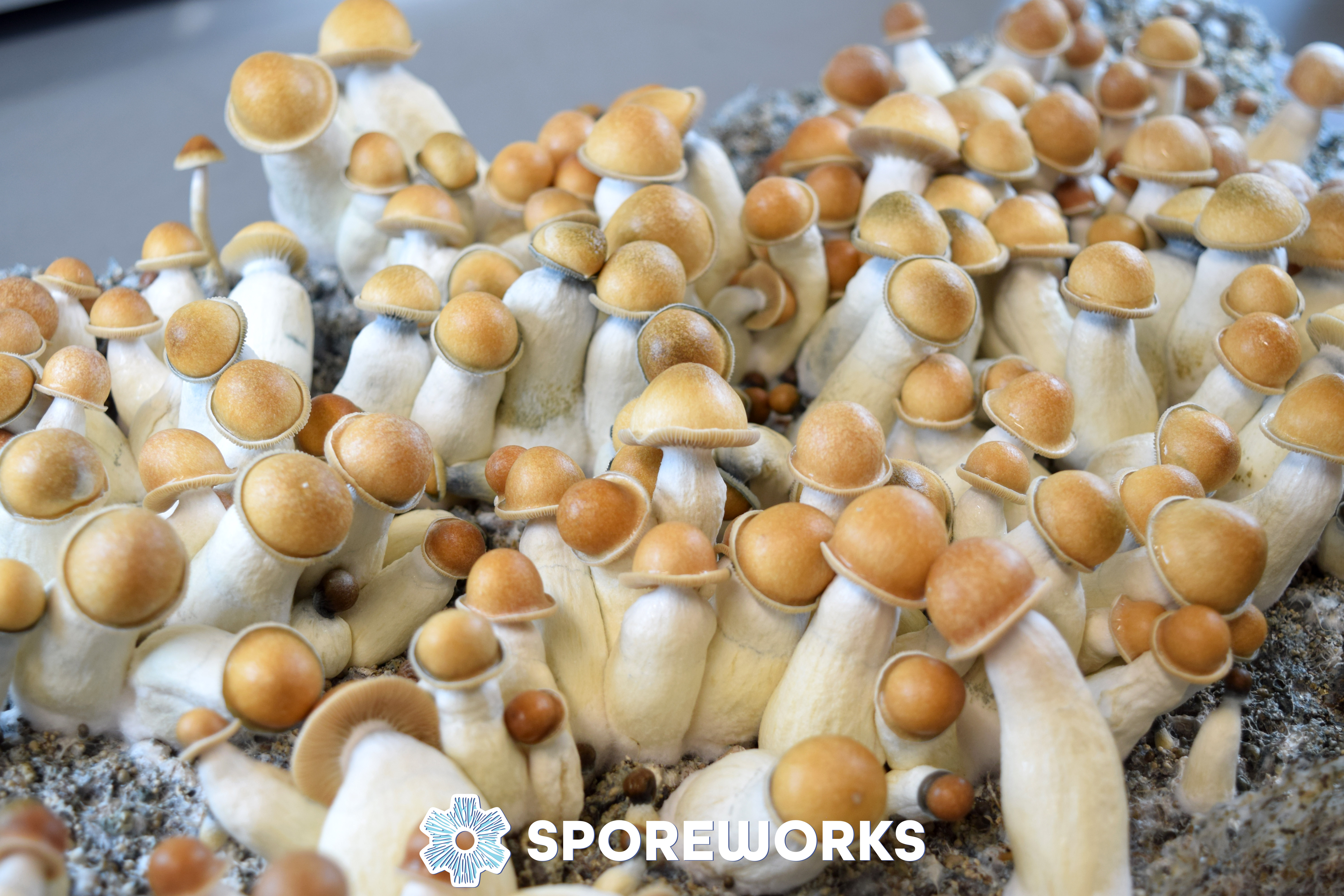 Psilocybe cubensis : Penis Envy PE Spore Isolate Syringe