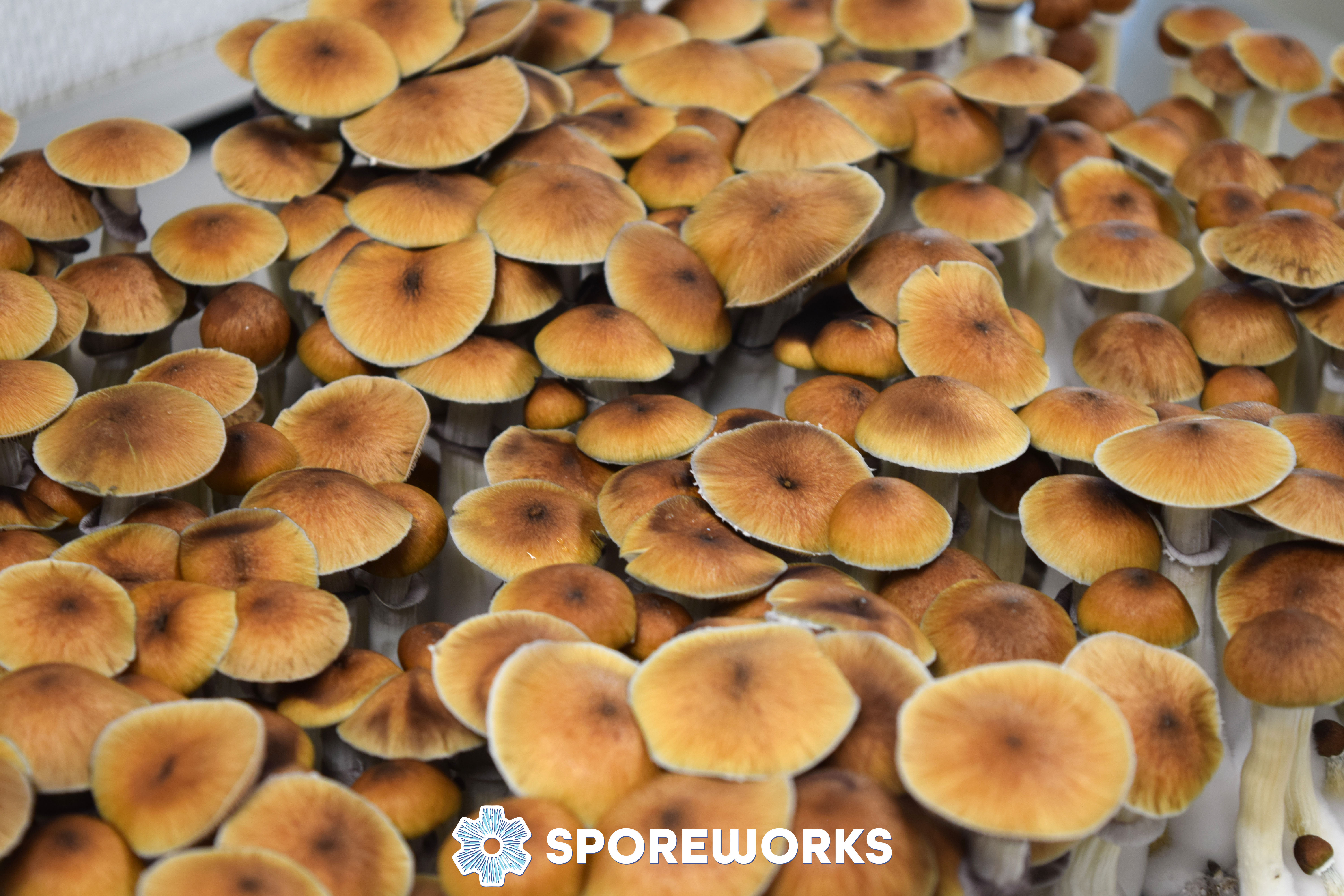 Psilocybe cubensis : PES Amazonian