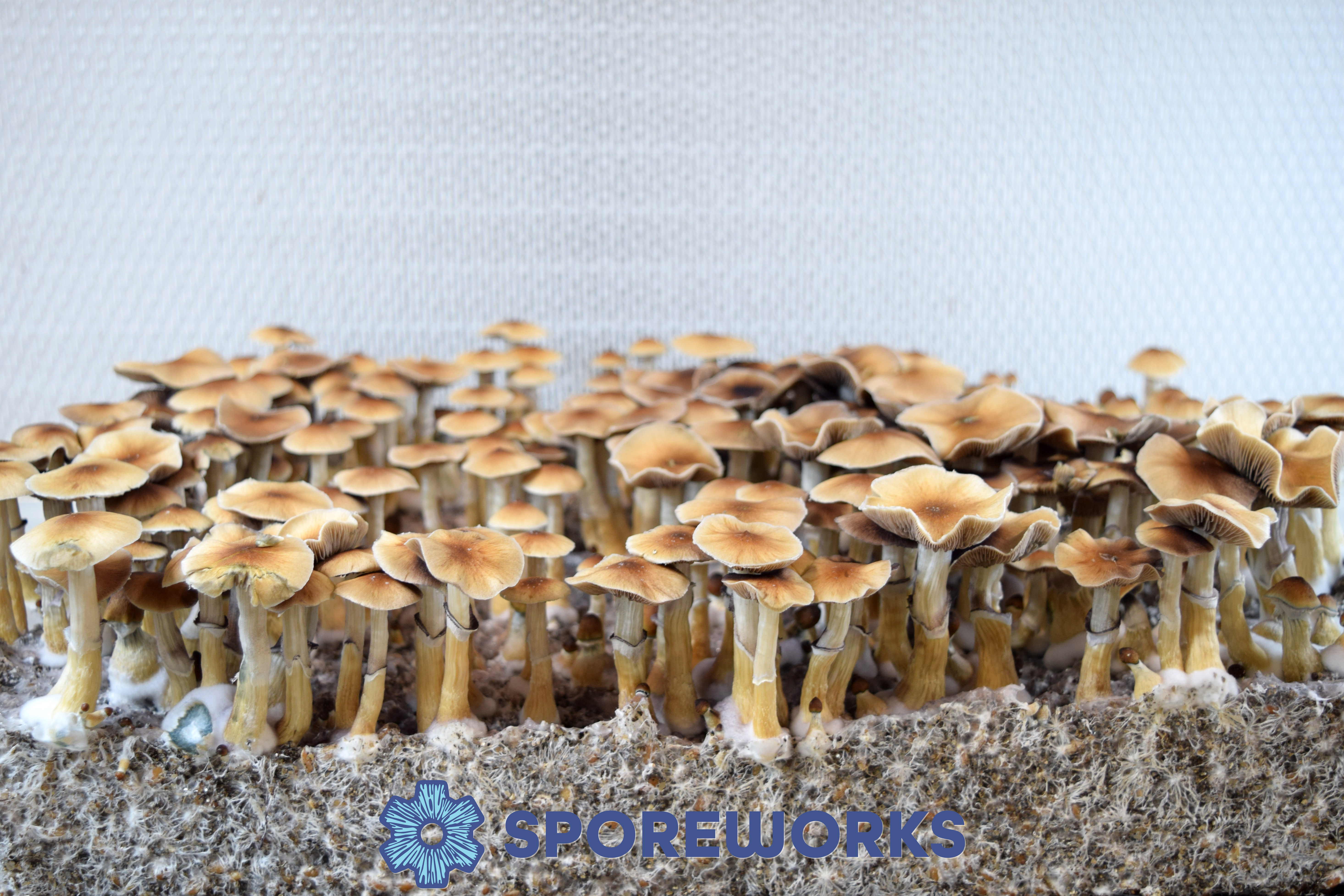 Psilocybe cubensis : PES Hawaiian Isolated Spore Syringe