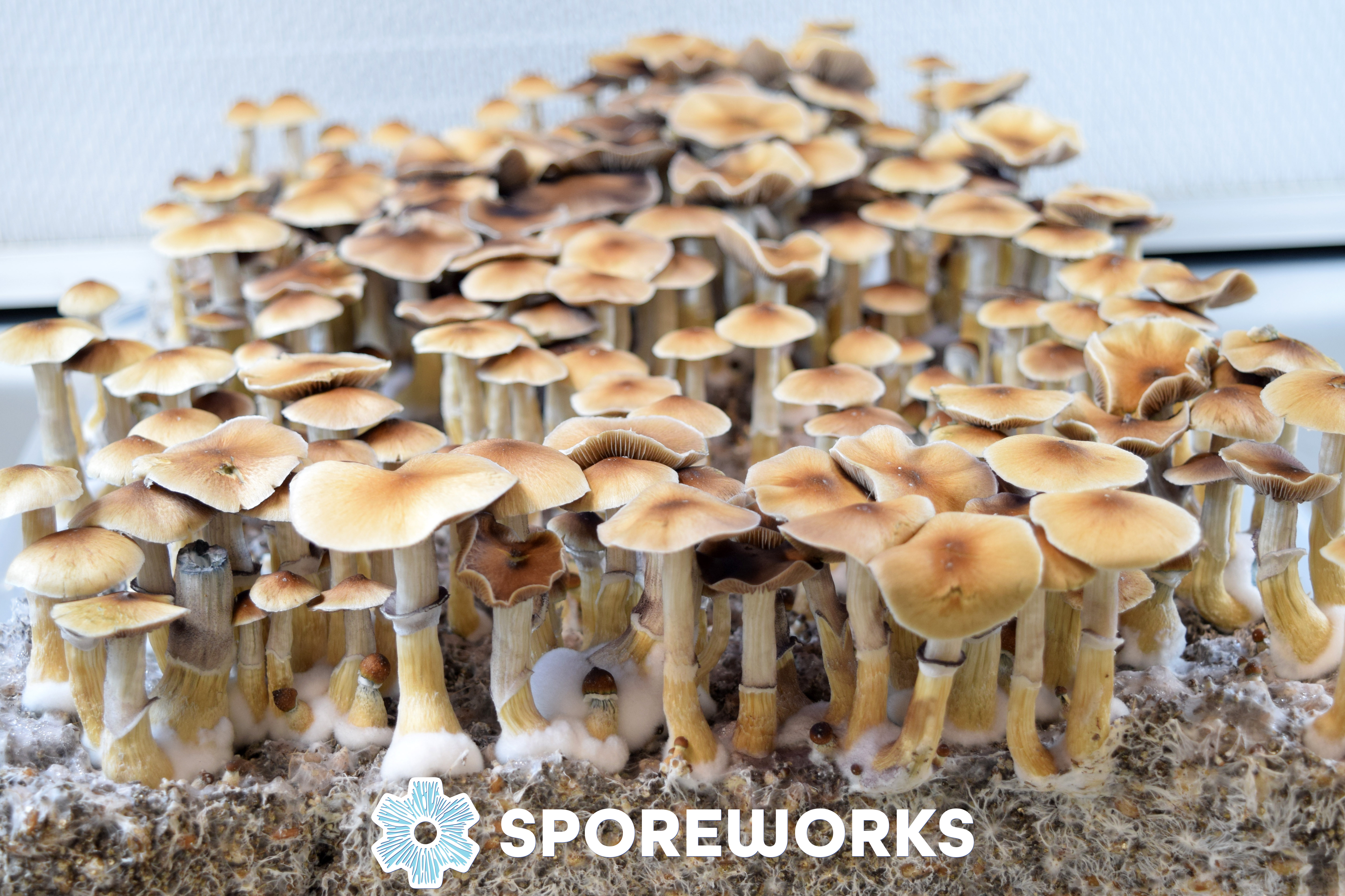 Psilocybe cubensis : PES Hawaiian Spore Isolate