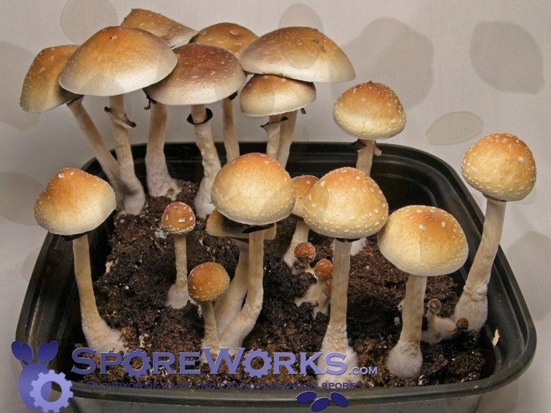 Psilocybe cubensis : Puerto Rican