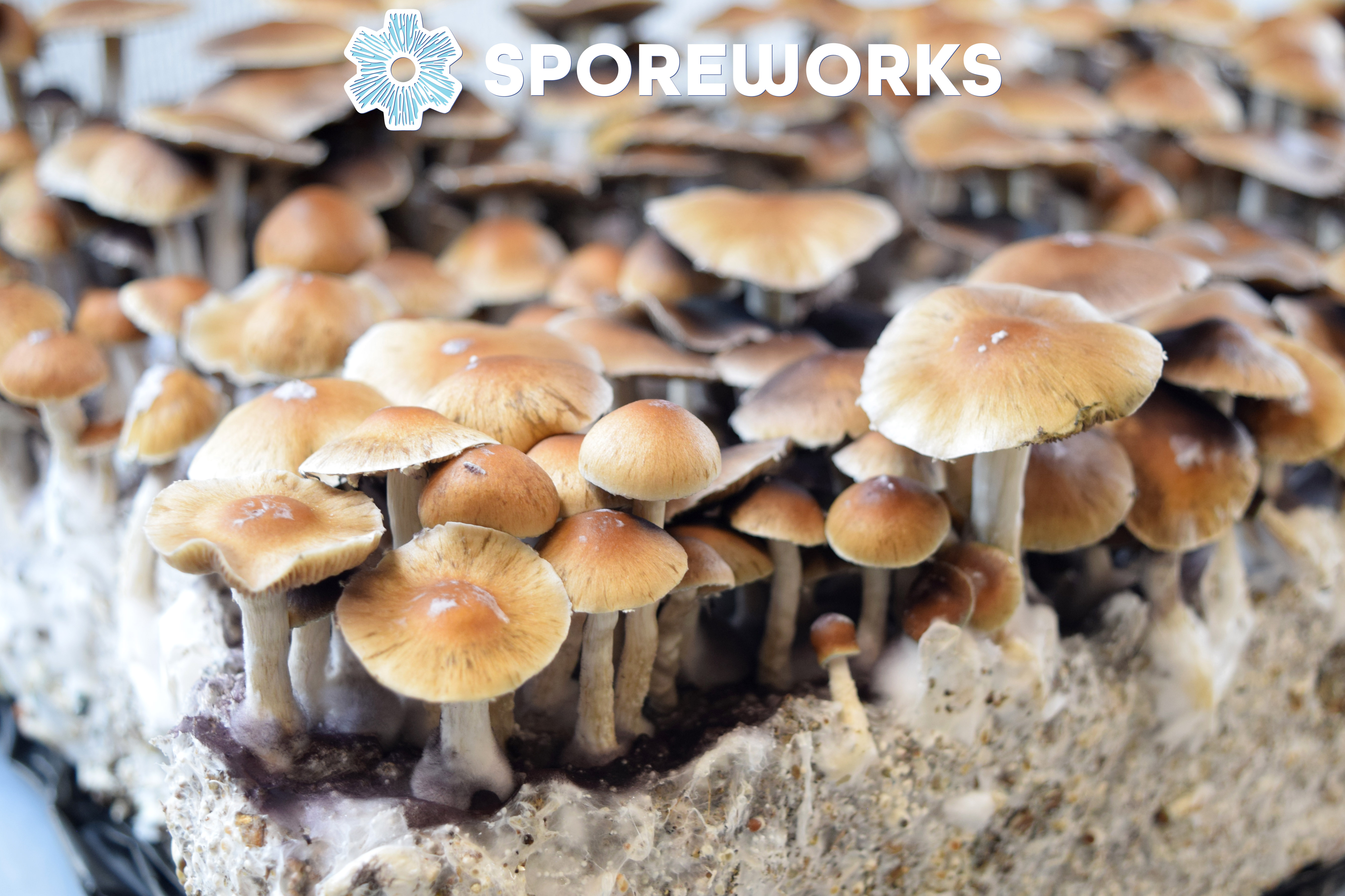 Psilocybe cubensis : Puerto Rico