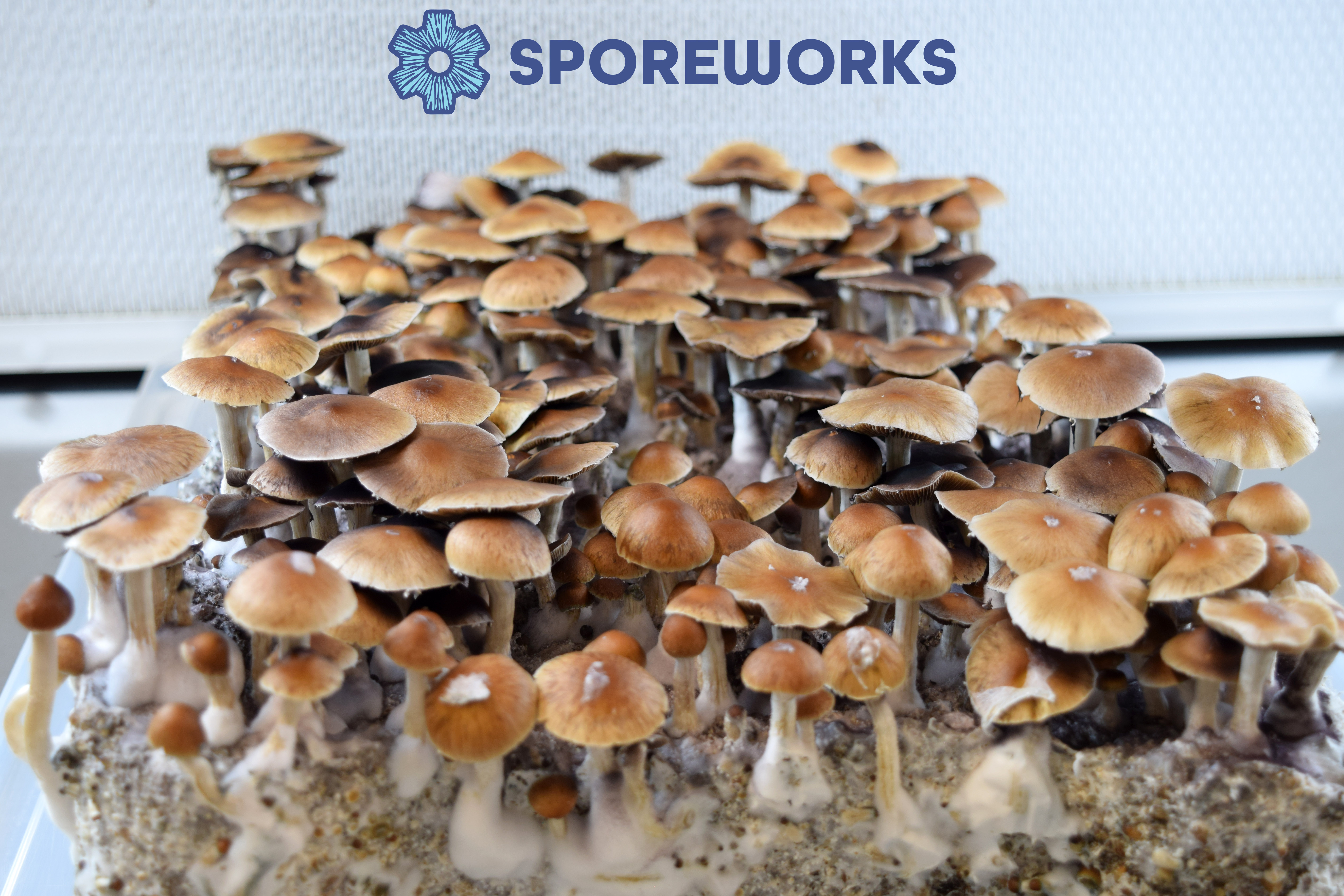 Psilocybe cubensis : Puerto Rican