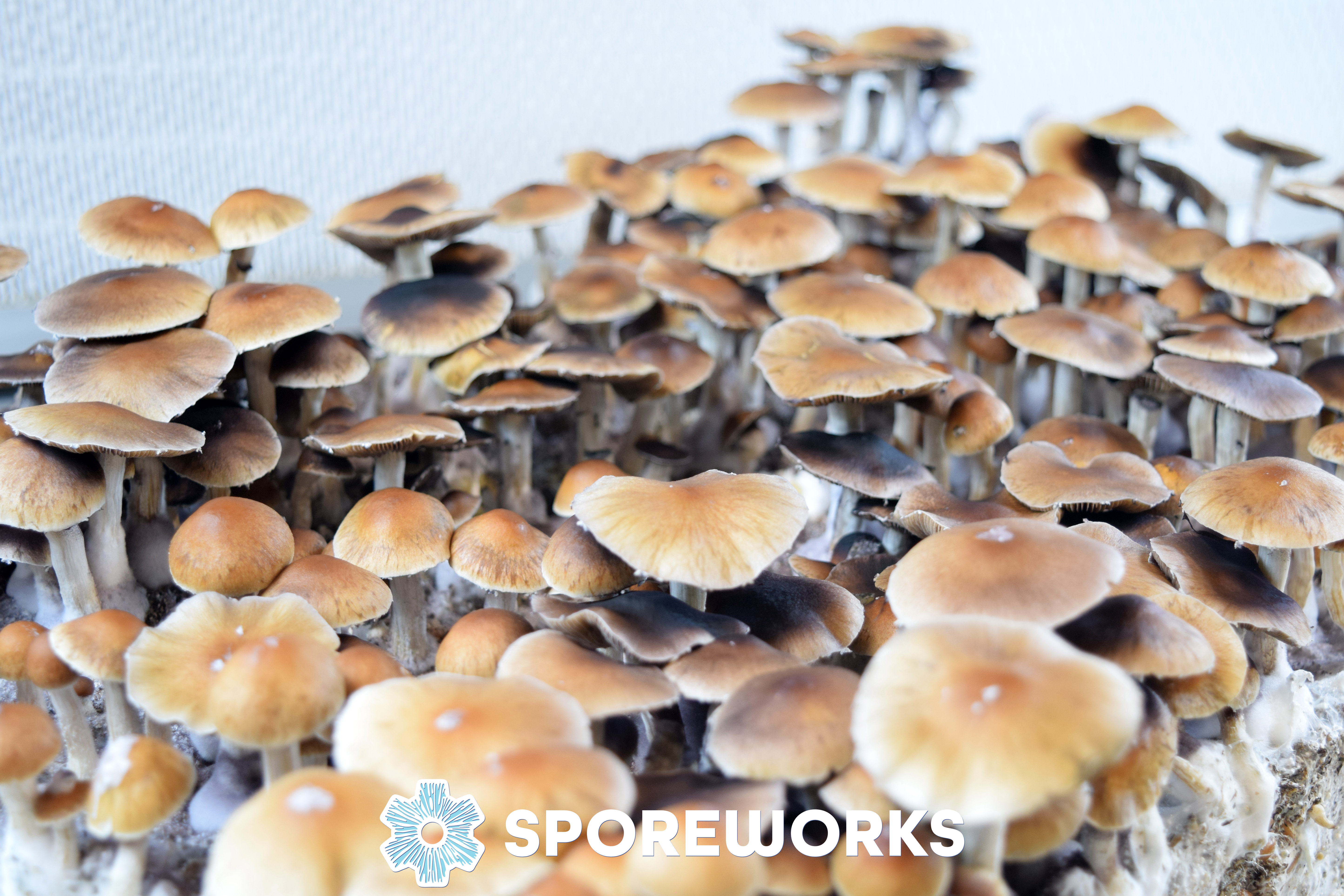 Psilocybe cubensis : Puerto Rican