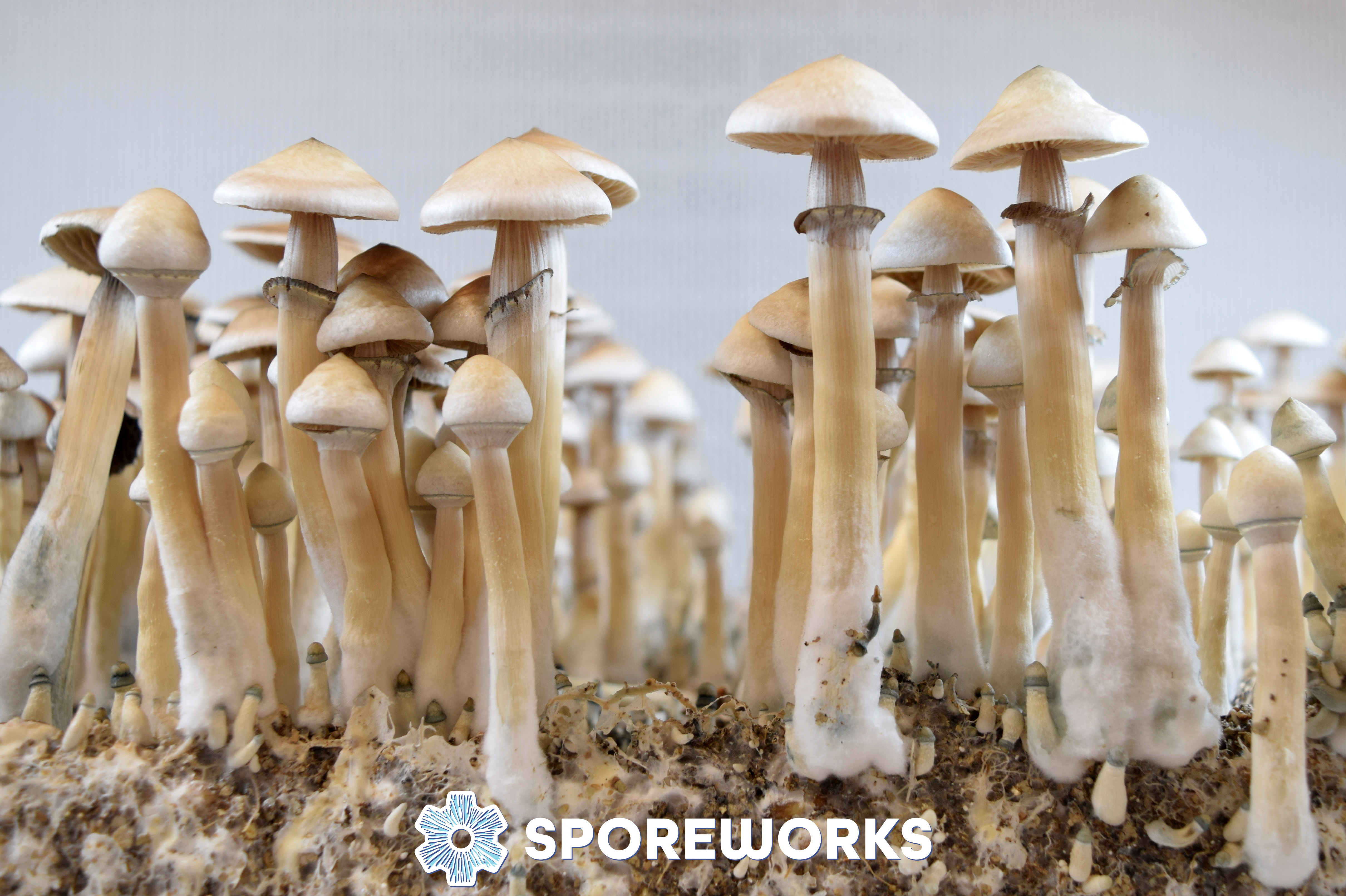 Psilocybe cubensis : Rusty Whyte