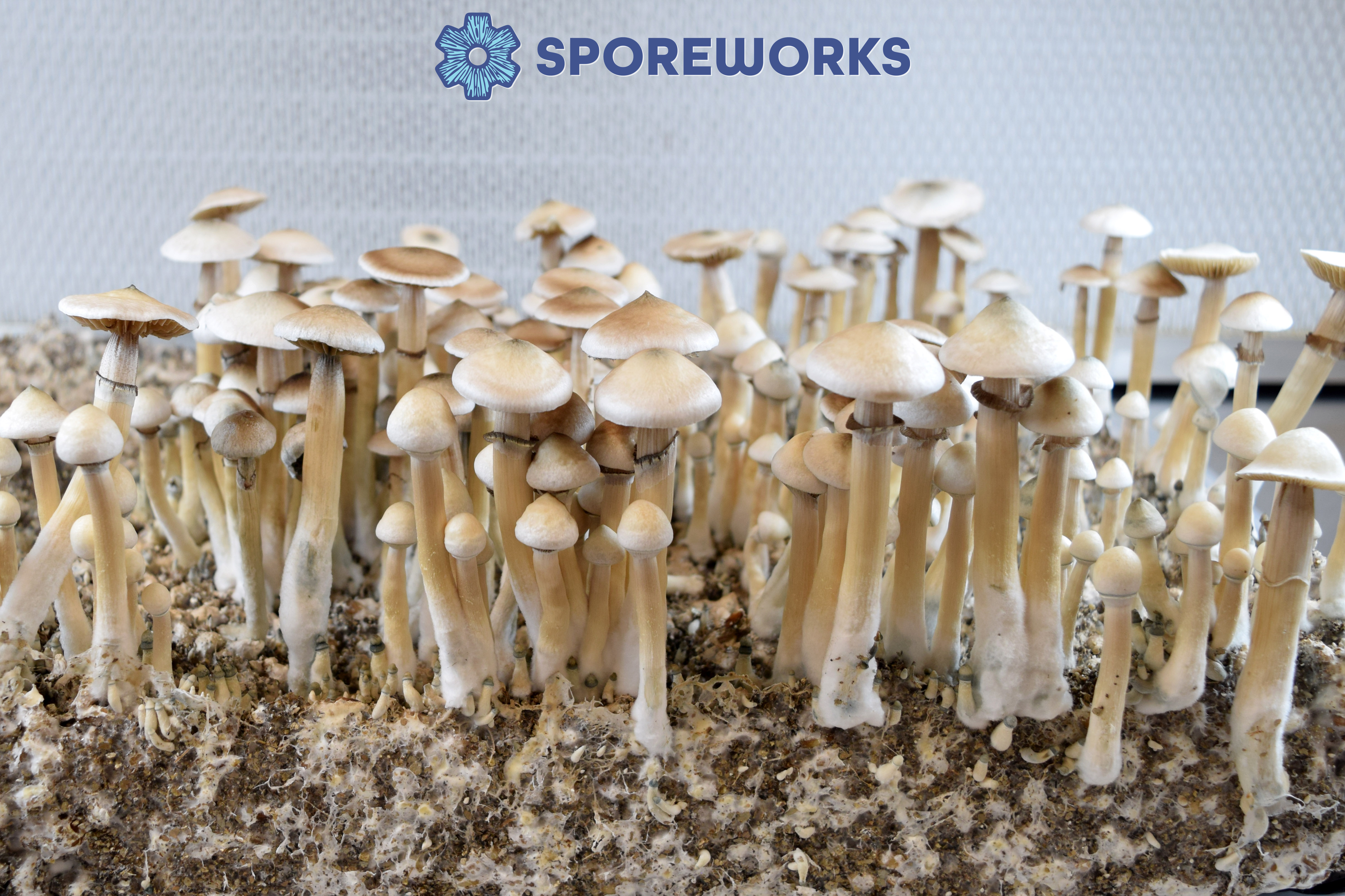 Psilocybe cubensis : Rusty Whyte Isolated Spore Syringe