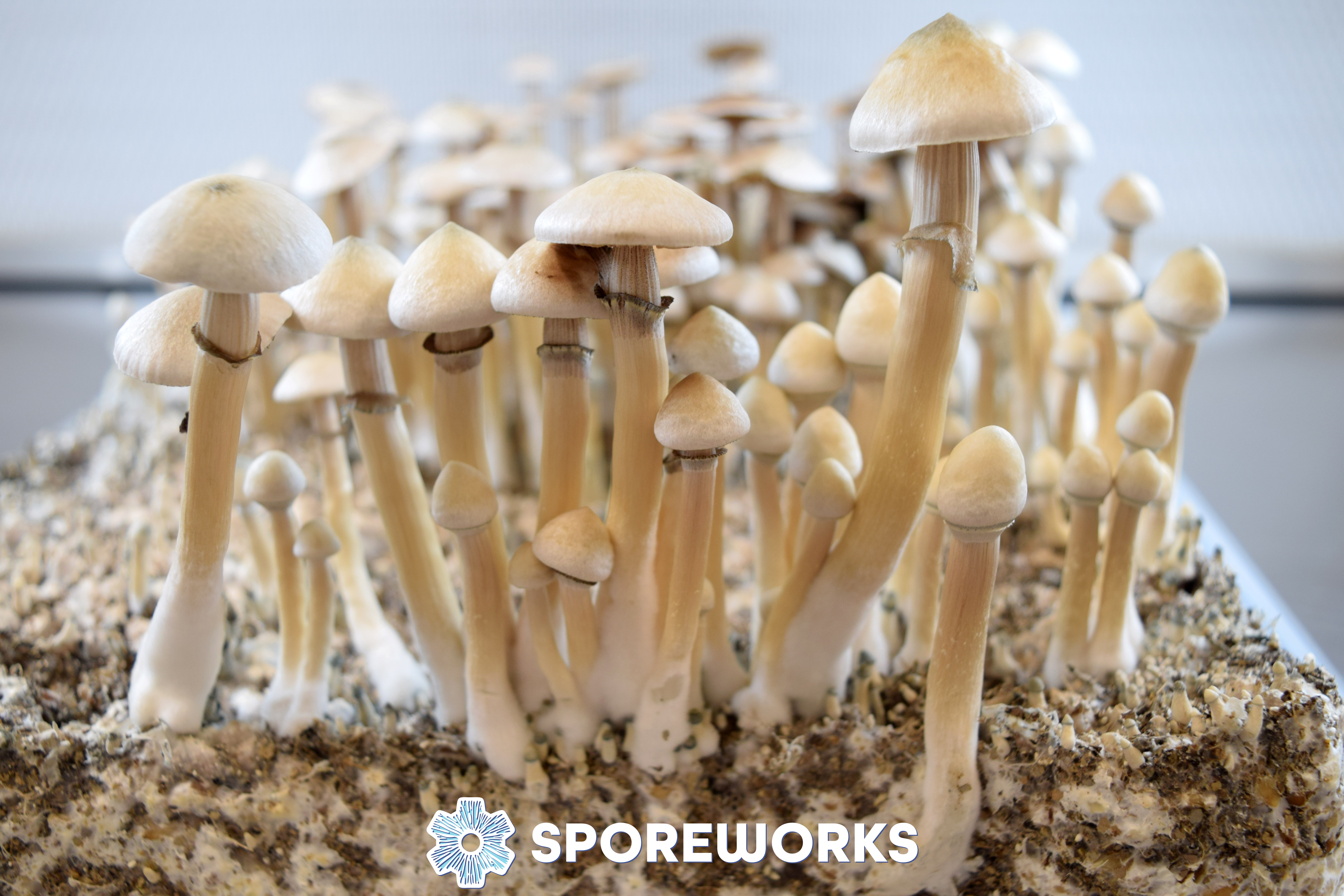 Psilocybe cubensis : Rusty Whyte