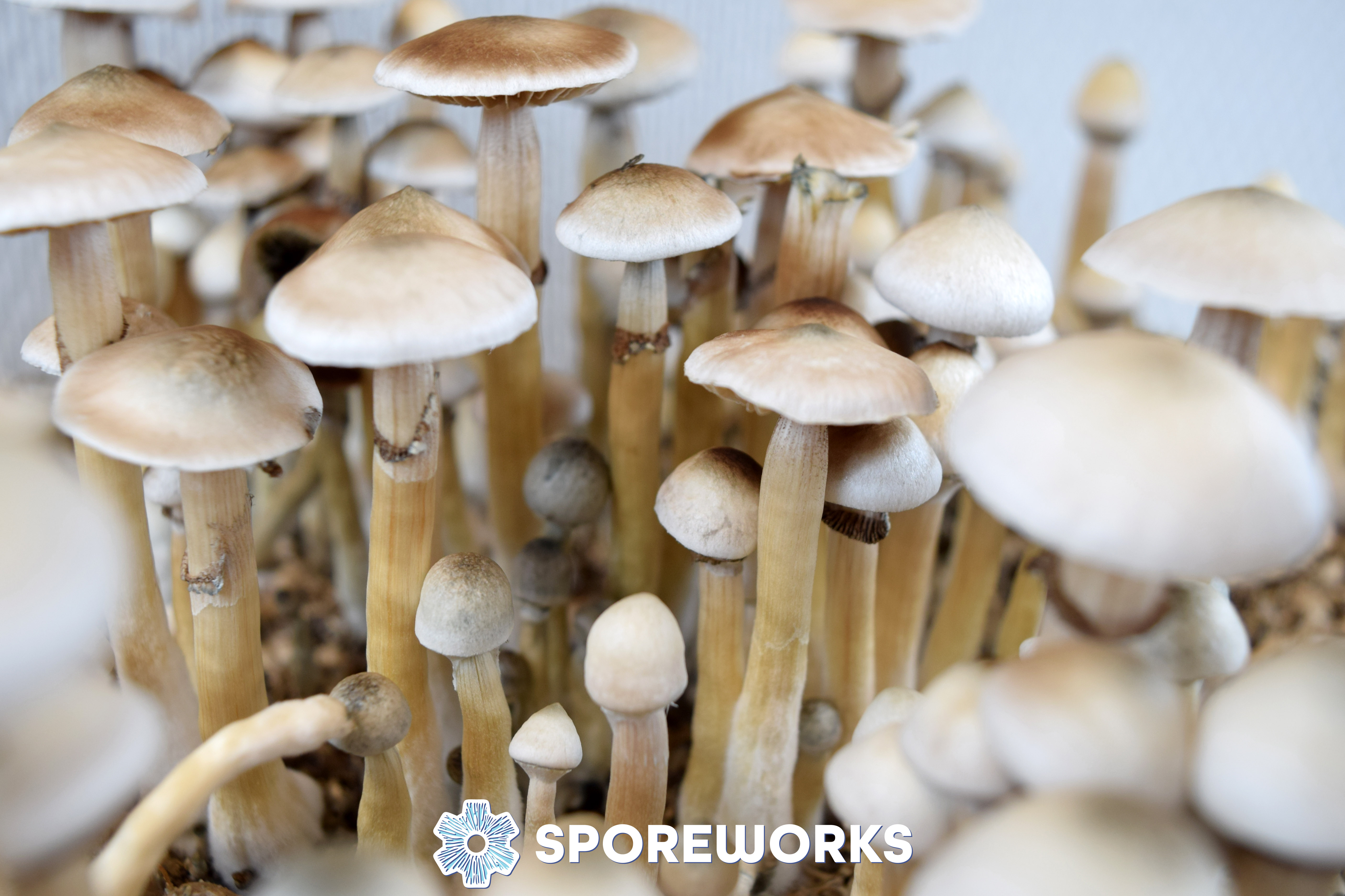 Psilocybe cubensis : Rusty Whyte