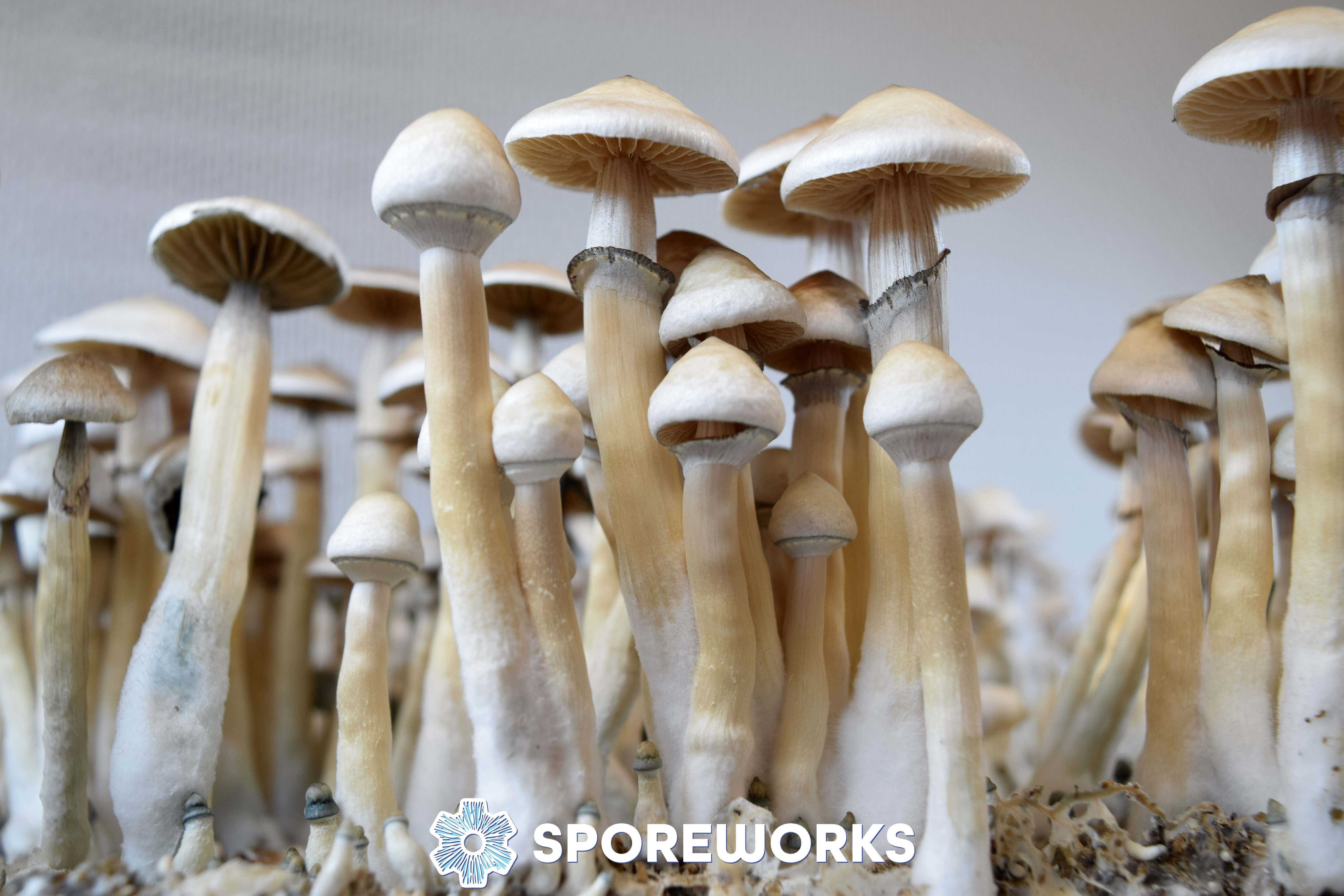 Psilocybe cubensis : Rusty Whyte