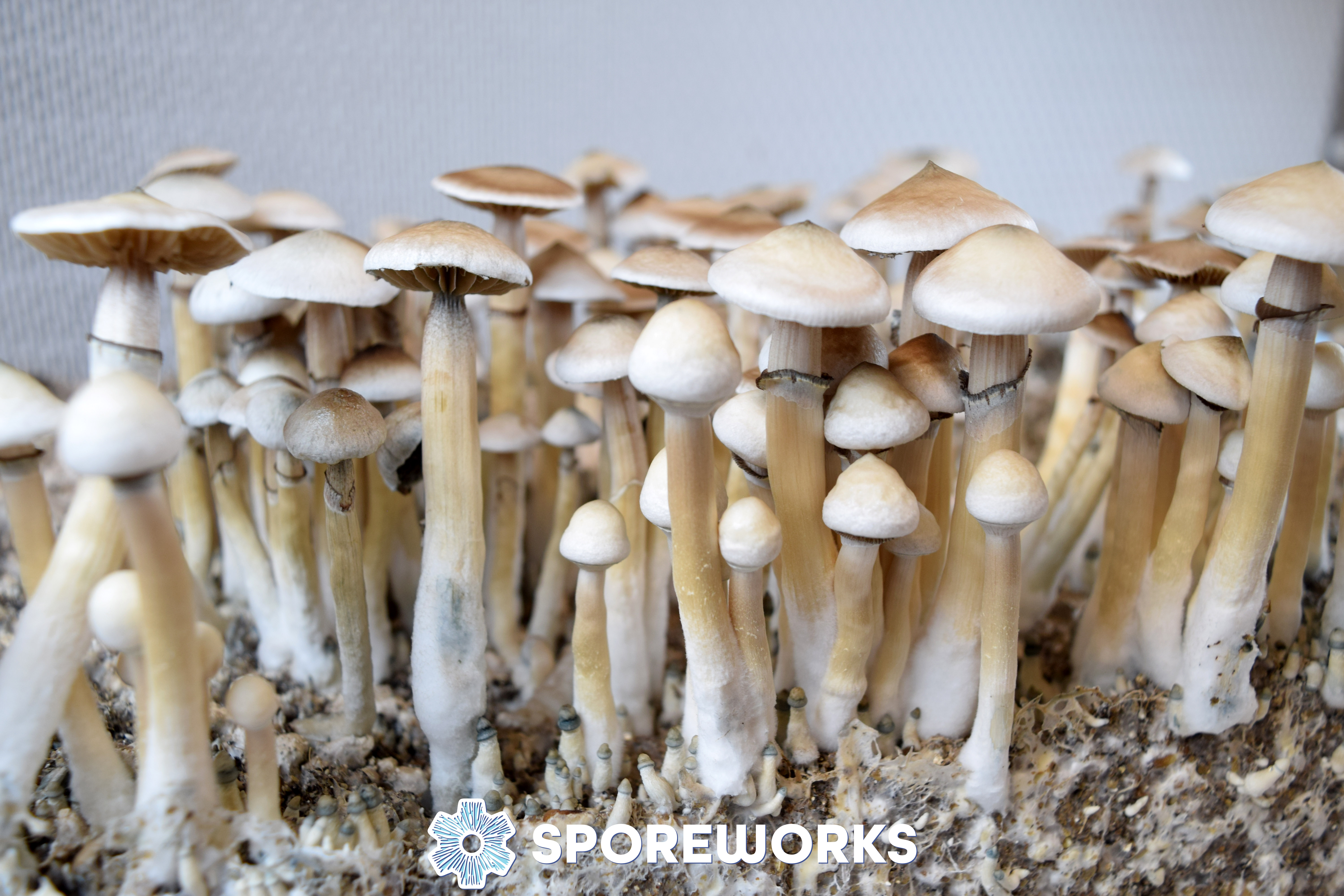 Psilocybe cubensis : Rusty Whyte