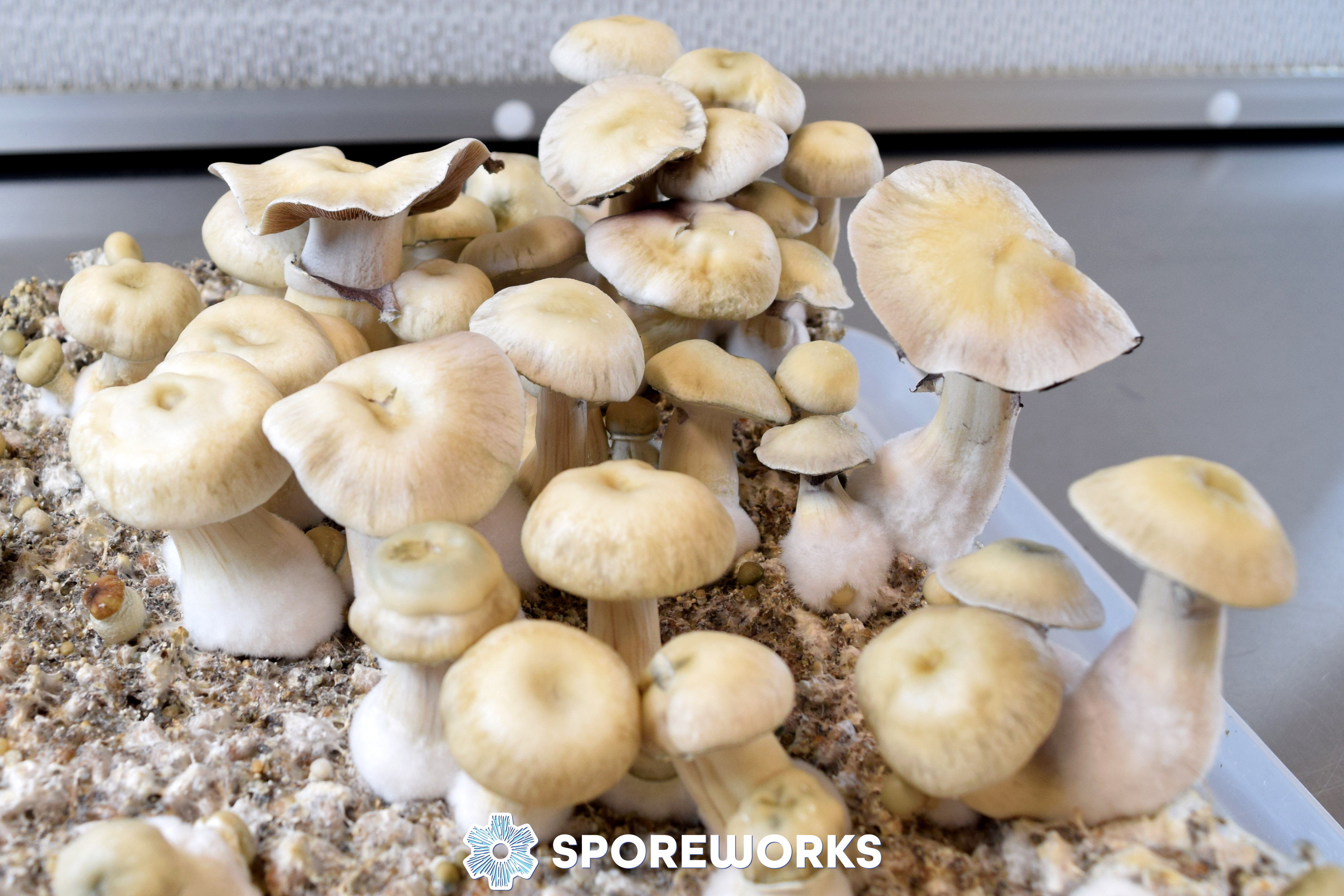 Psilocybe cubensis : Leucistic Treasure Coast (Albino TC)