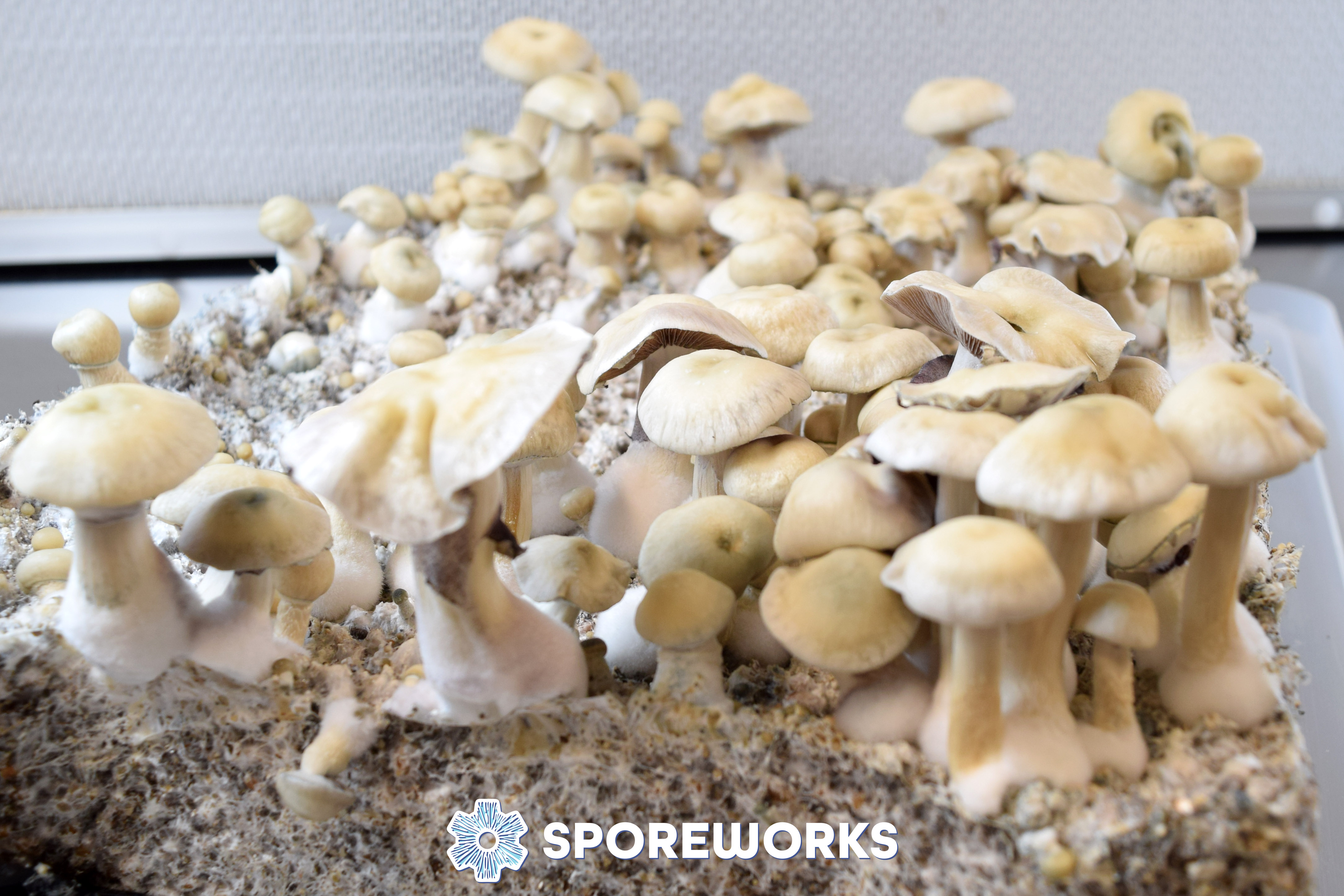 Psilocybe cubensis : Leucistic Treasure Coast