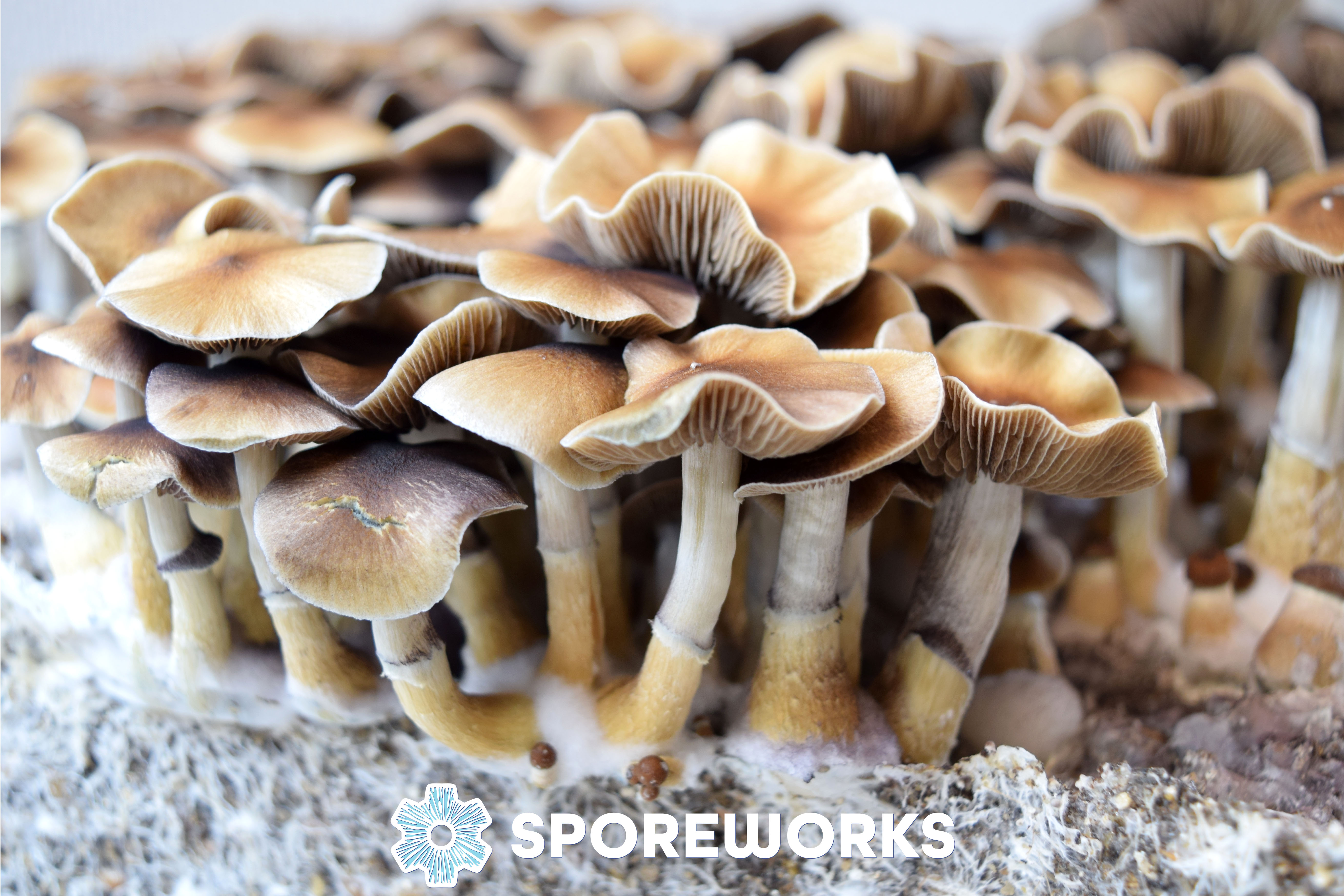 Psilocybe cubensis : Taman Negara Malaysia