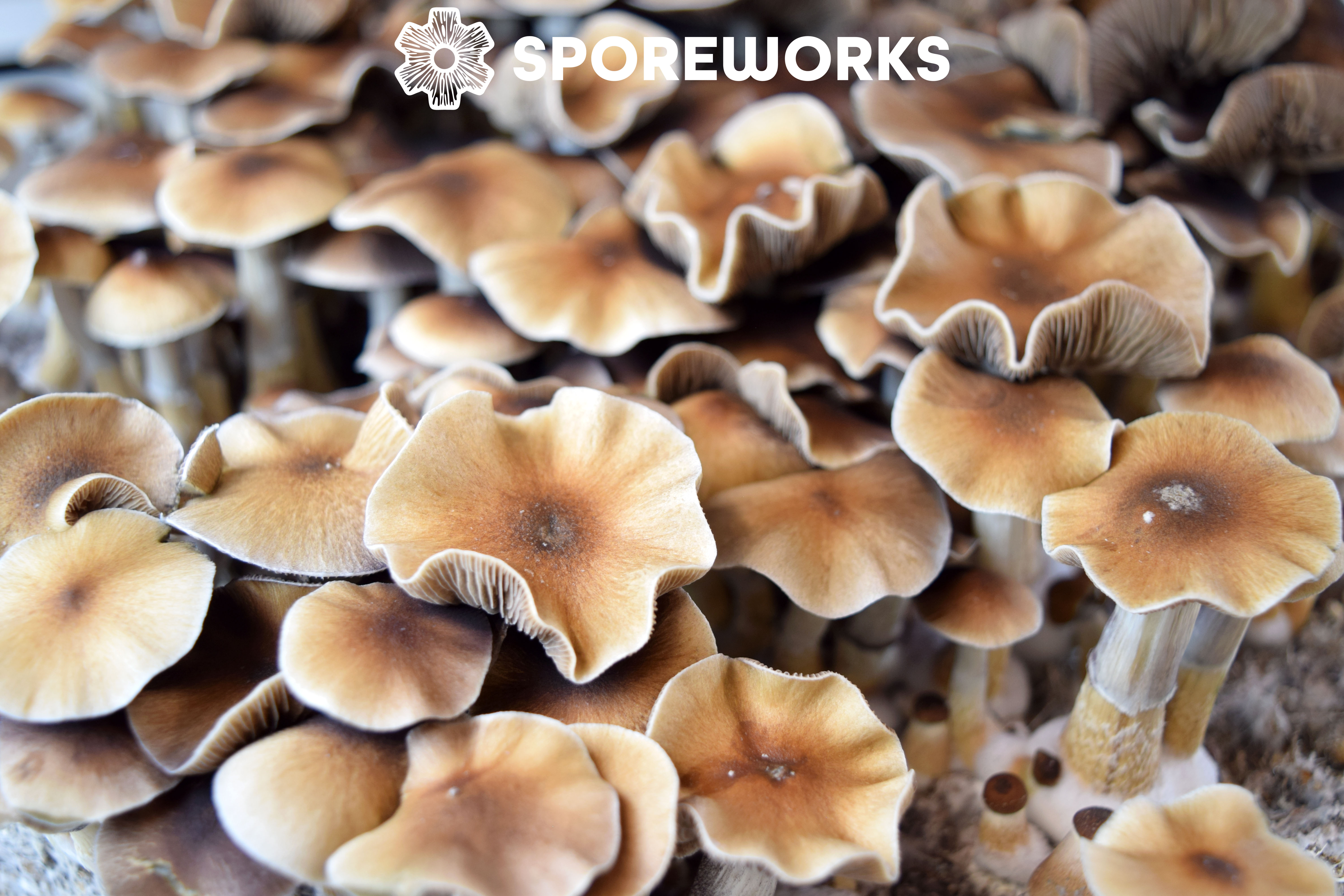 Psilocybe cubensis : Taman Negara Malaysian Strain