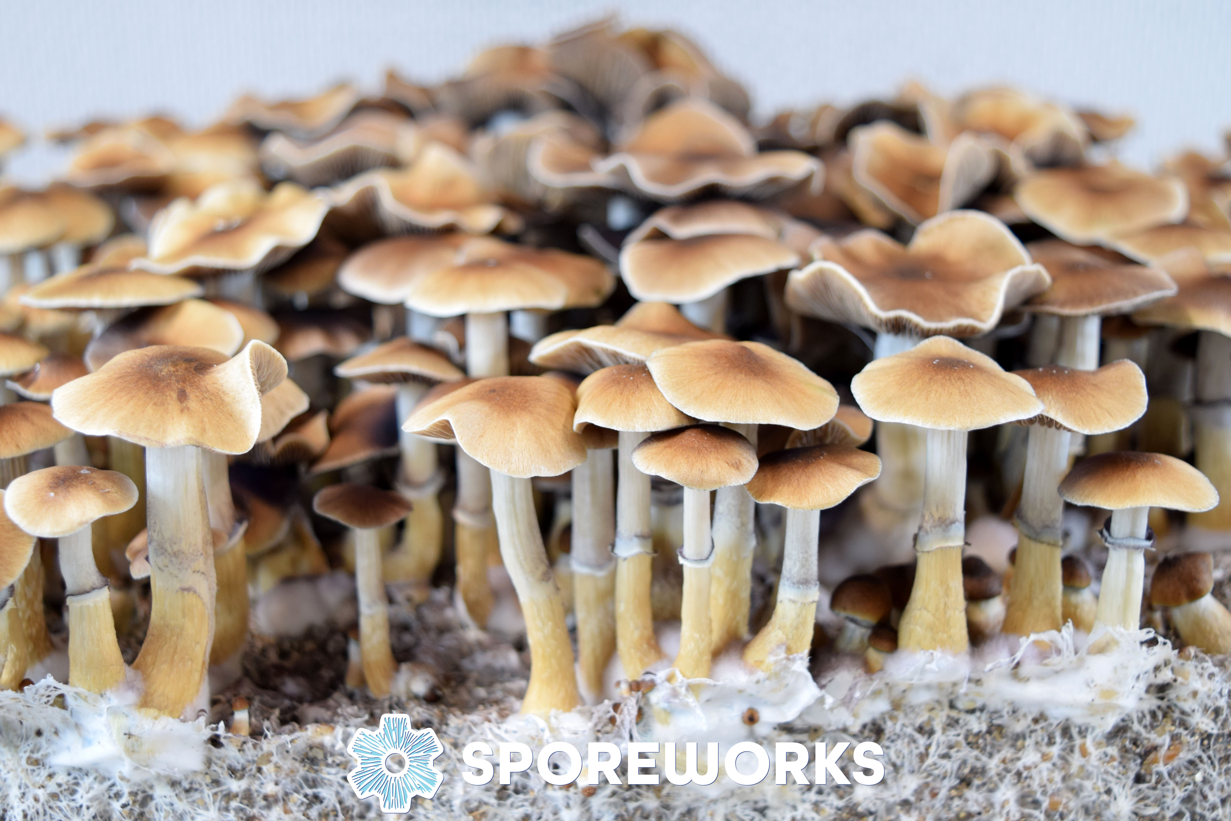 Psilocybe cubensis : Taman Negara Strain