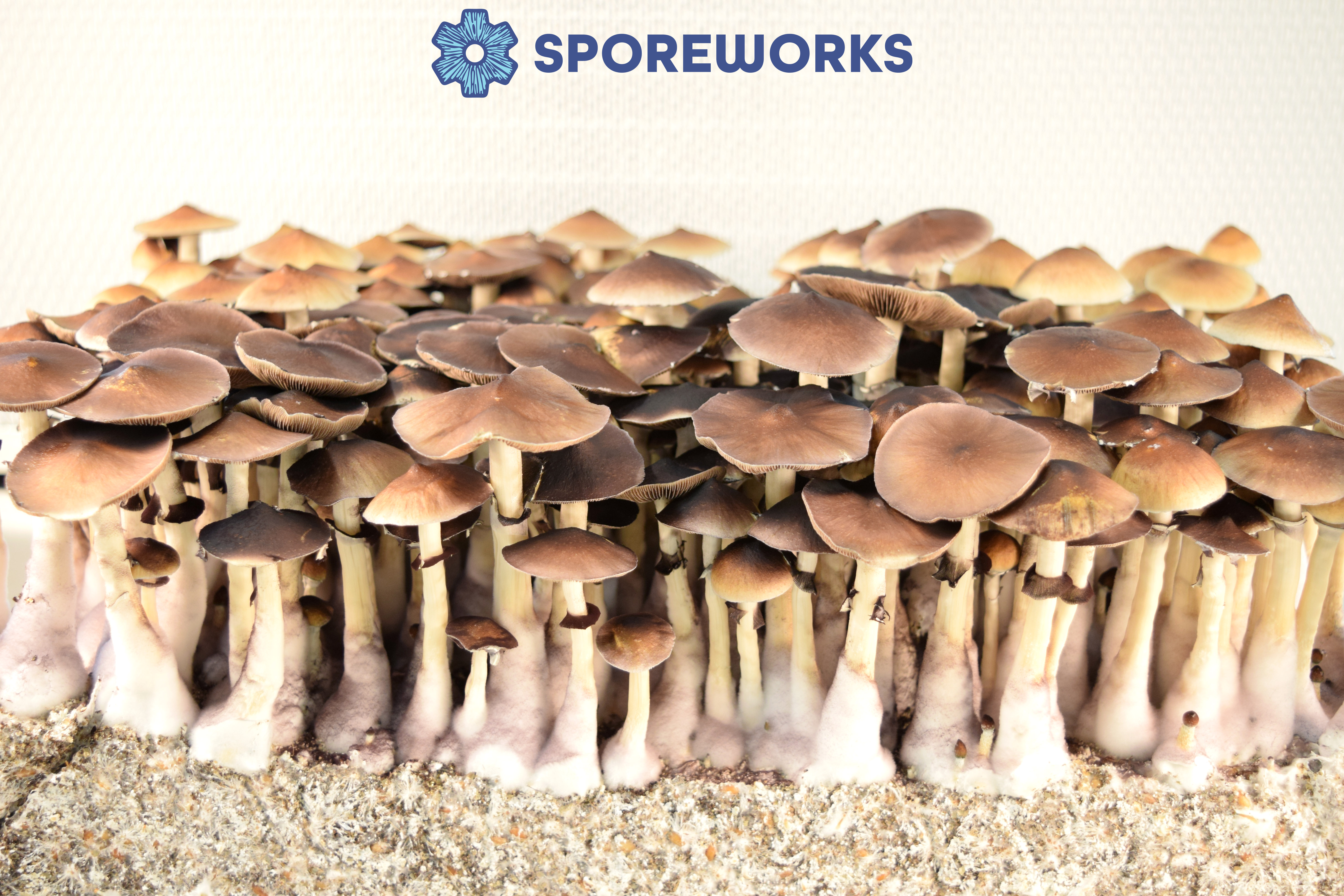 Psilocybe cubensis : Treasure Coast