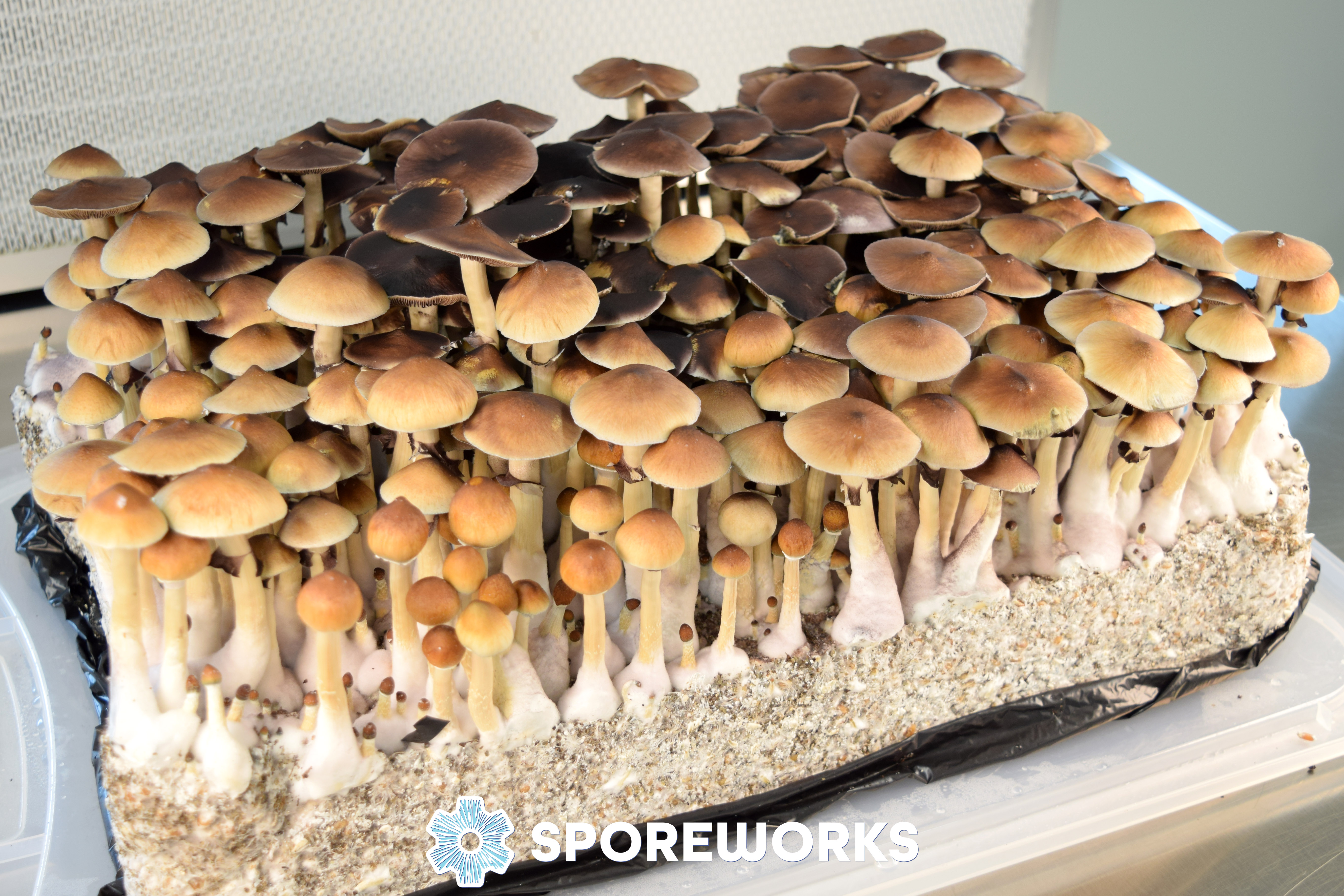 Psilocybe cubensis : Treasure Coast
