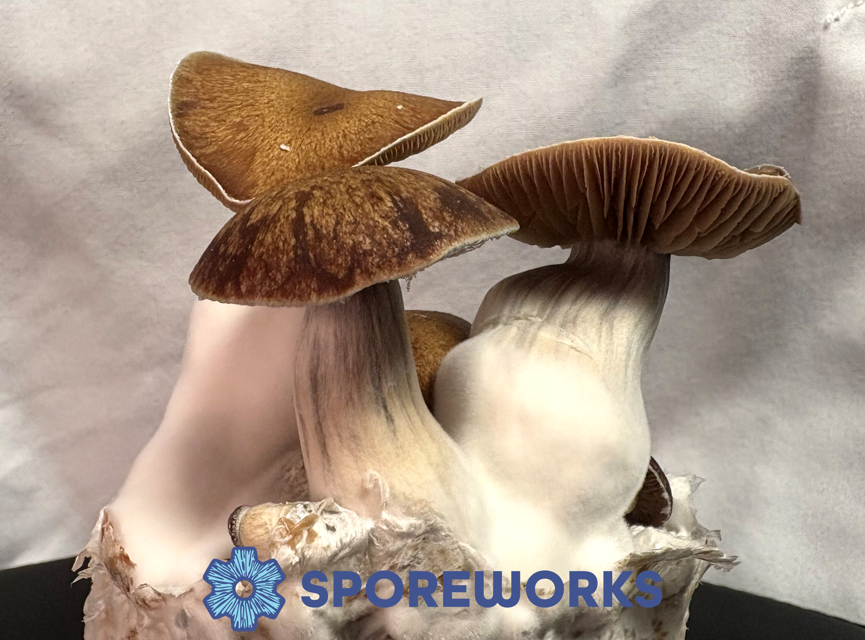 Psilocybe cubensis : Z Strain