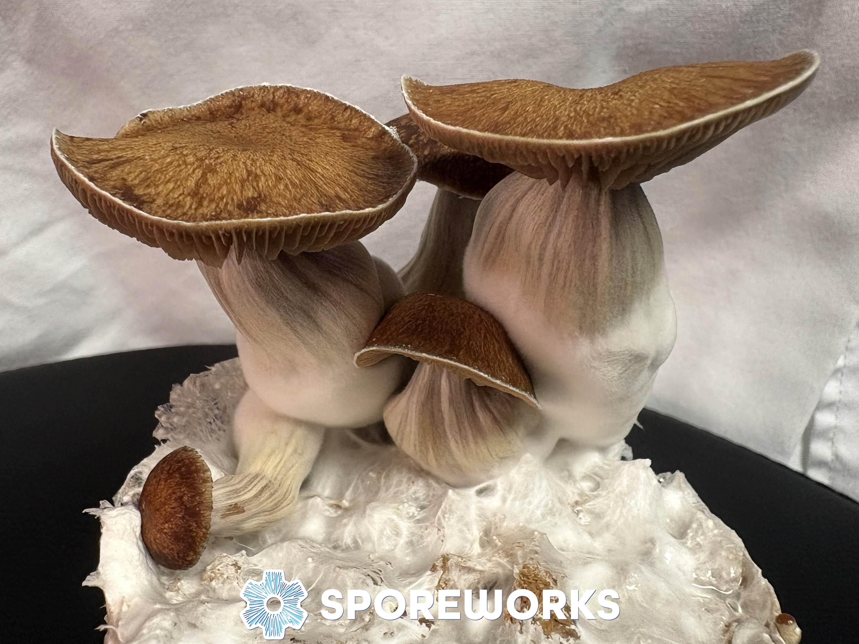 Psilocybe cubensis : Z Strain