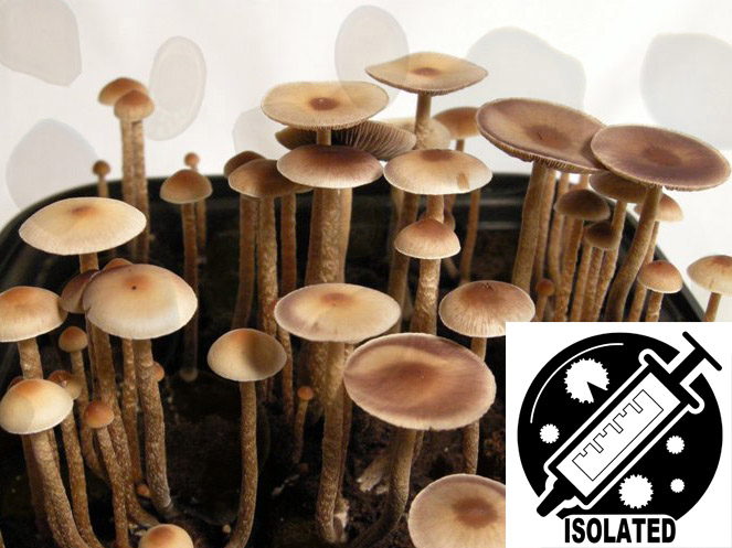Psilocybe tampanensis : ATL#7 Spore Isolate Syringe