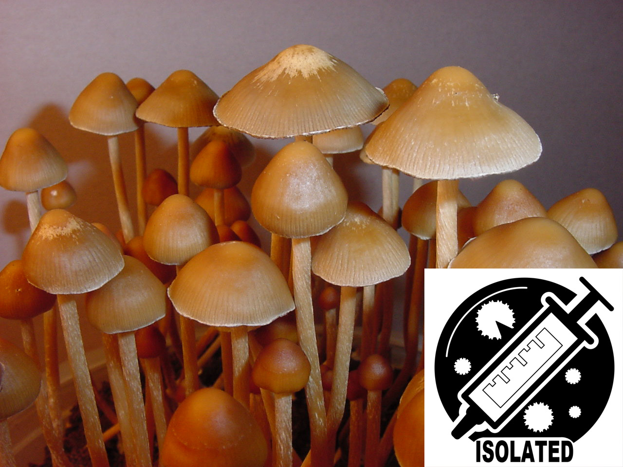 Psilocybe mexicana : Strain-A