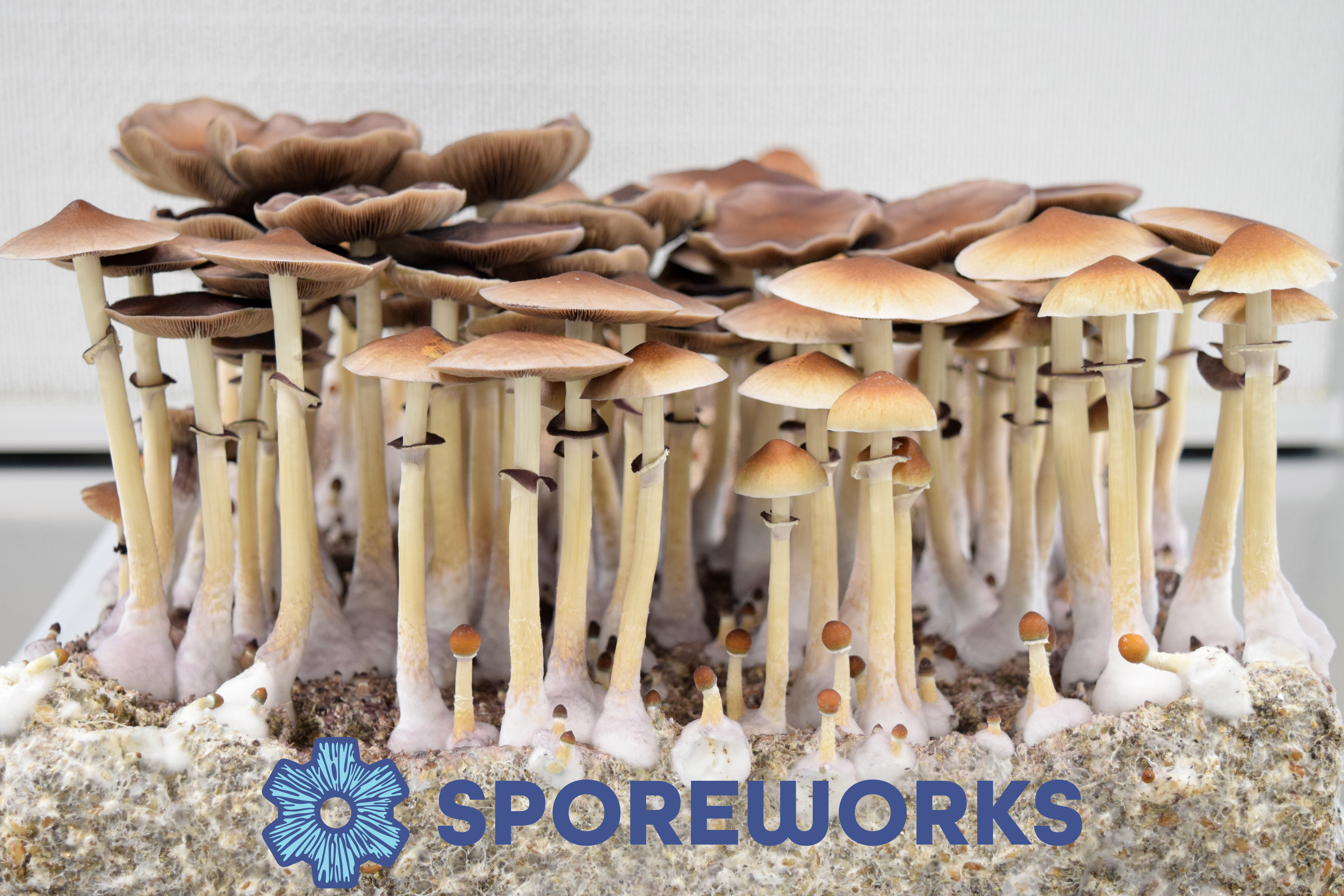 Psilocybe cubensis : B+ Spore Isolate