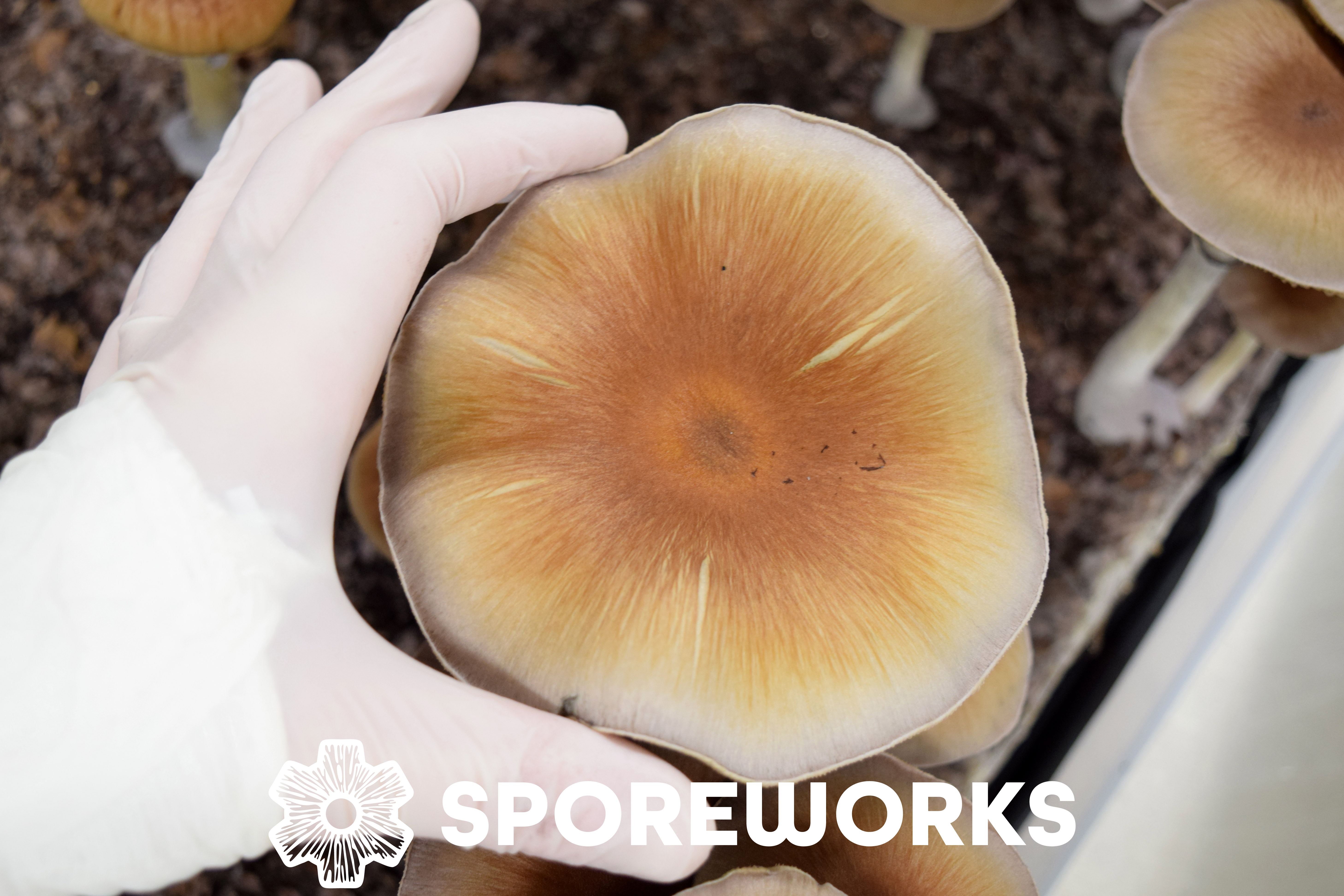 Psilocybe cubensis : Cambodian Cube