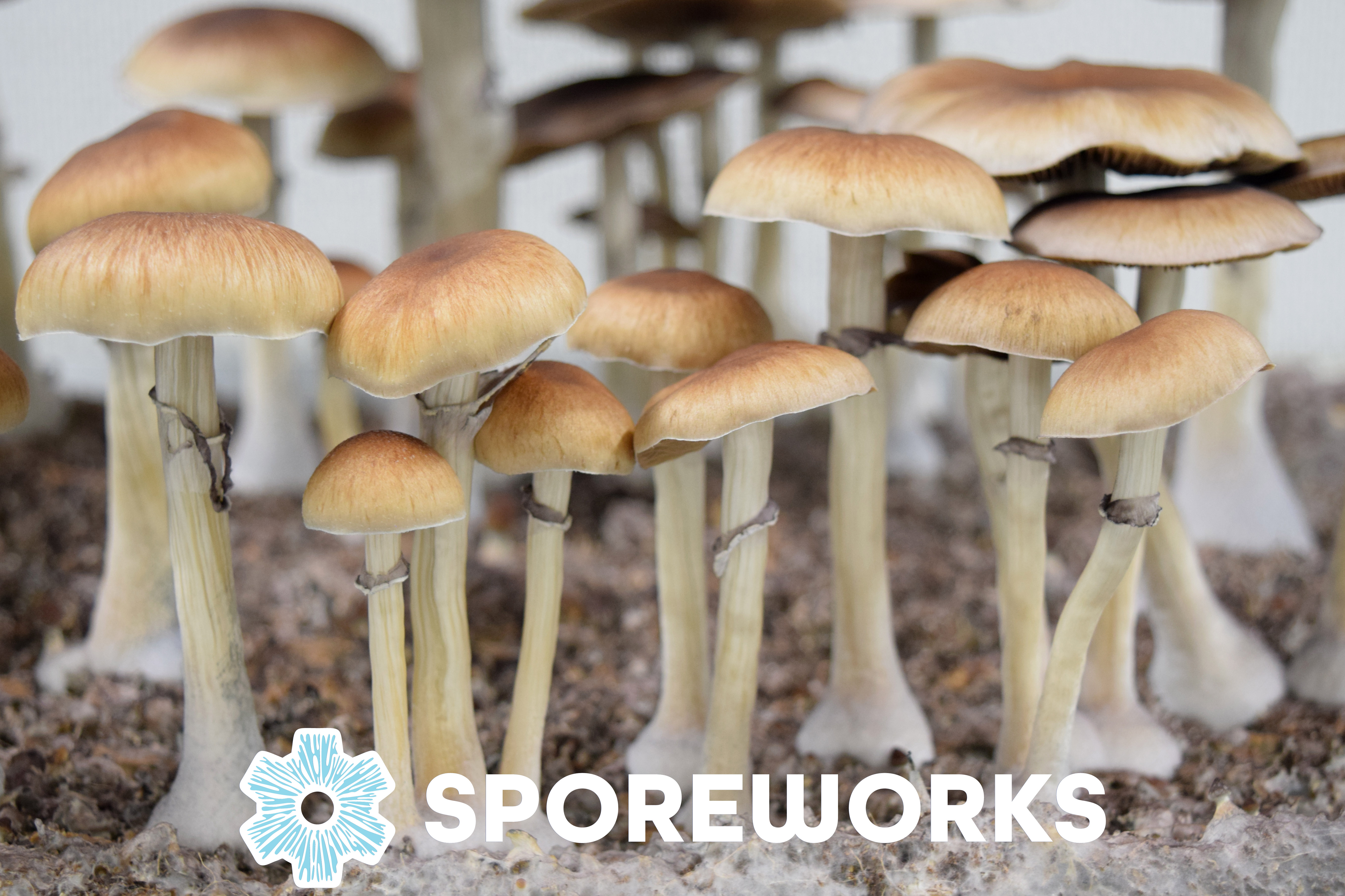 Psilocybe cubensis : Cambodian Cube