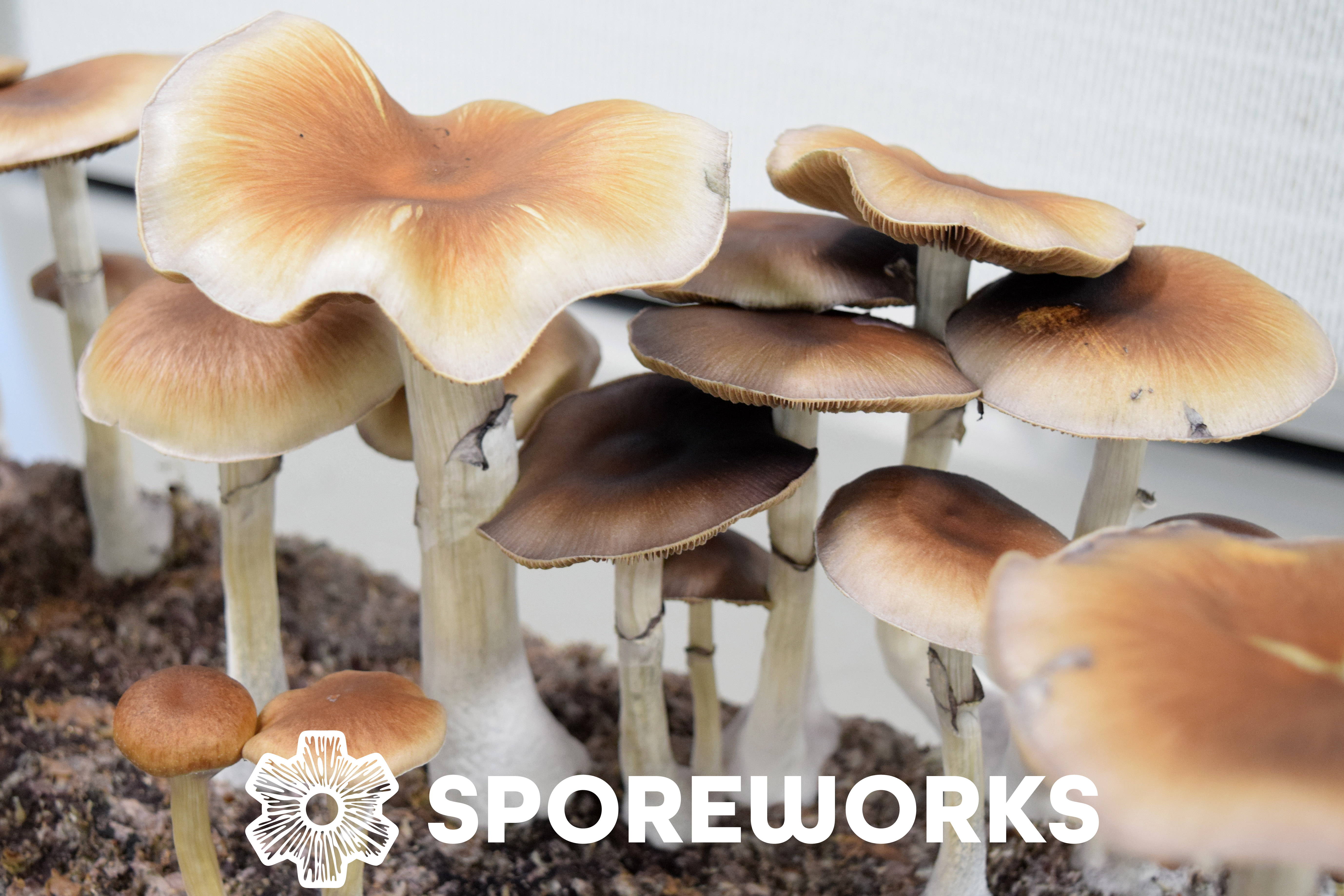 Psilocybe cubensis : Cambo Cube