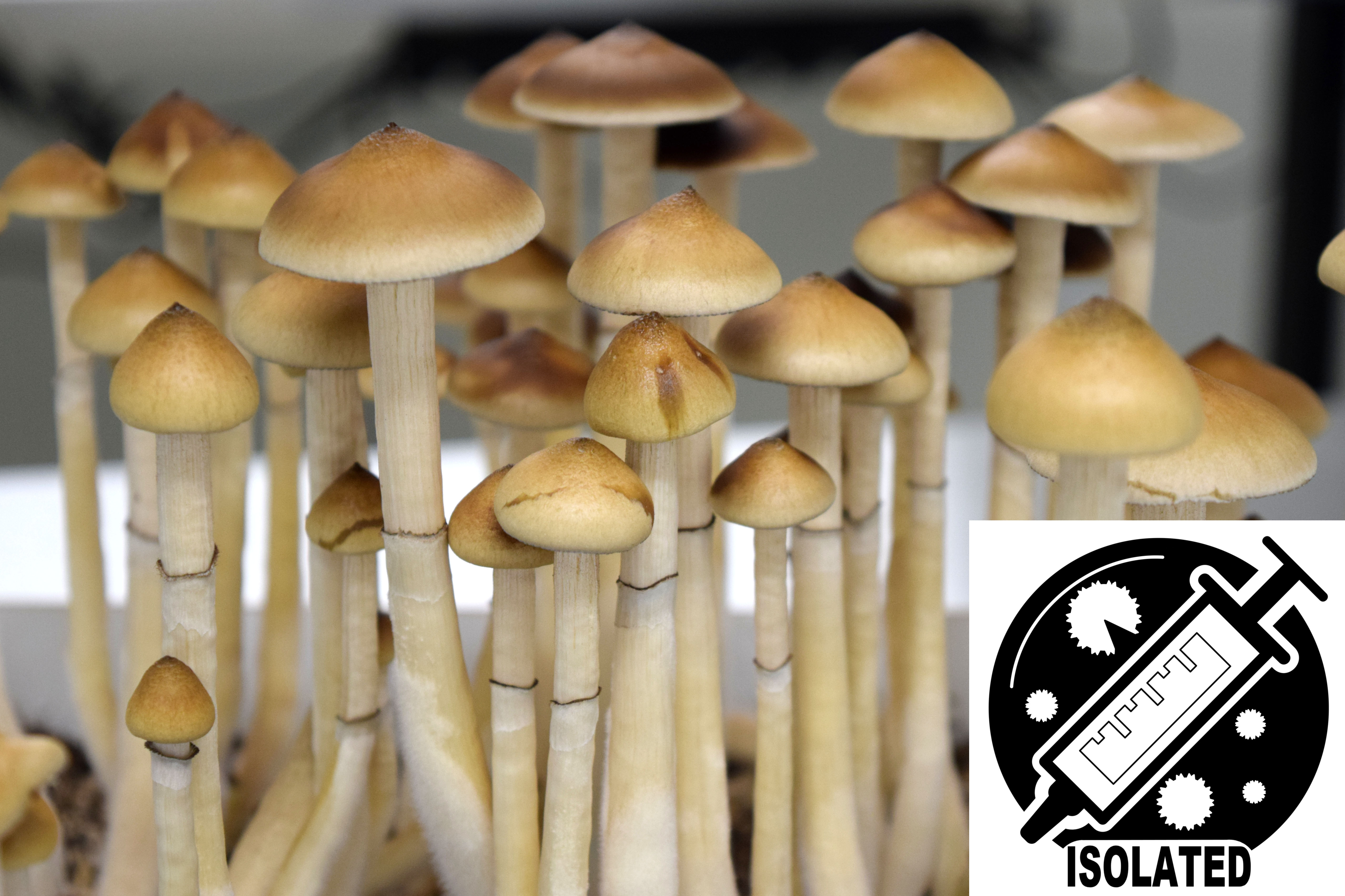 Psilocybe cubensis : Colombian Rust Spore
