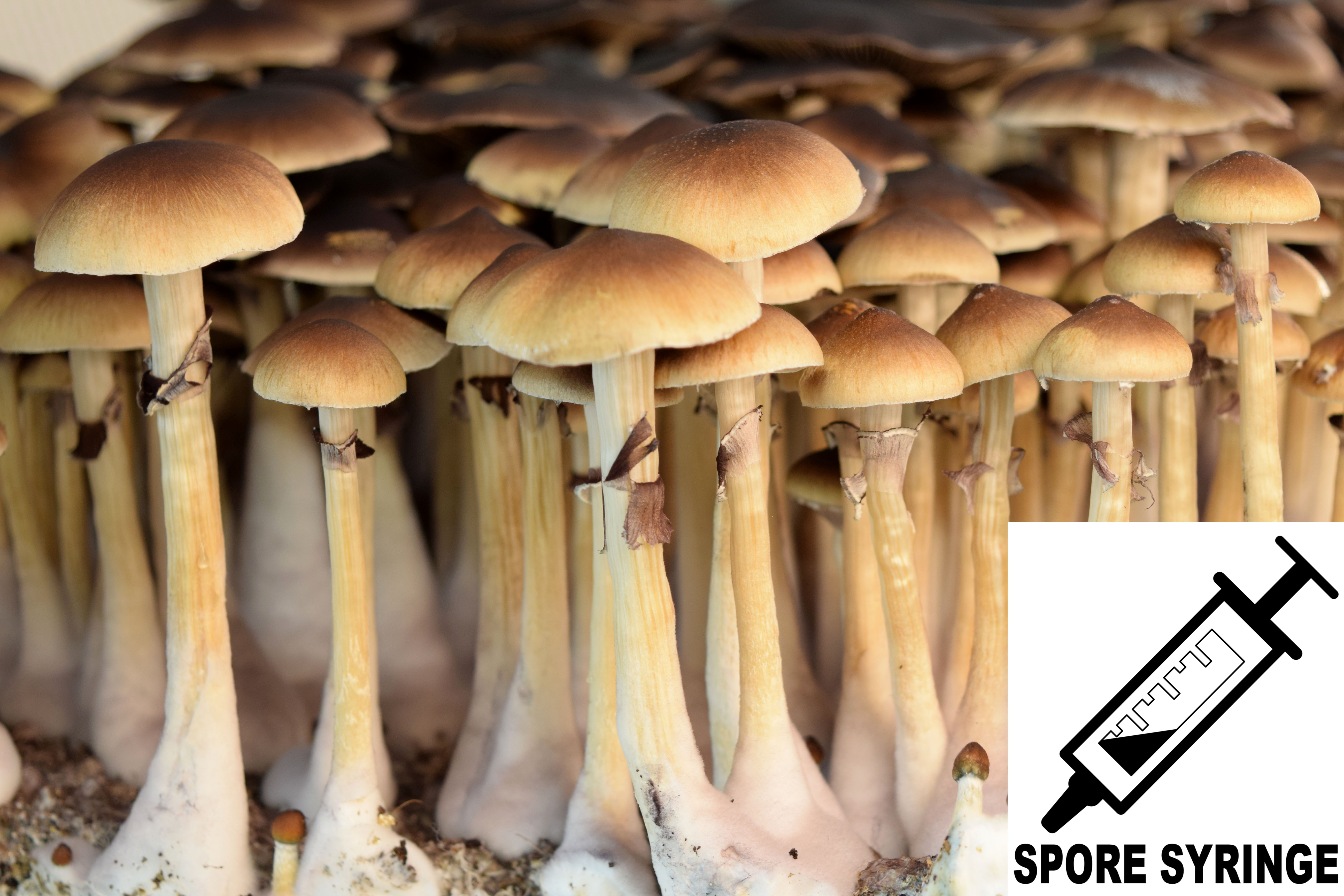 Psilocybe cubensis : Golden Teacher