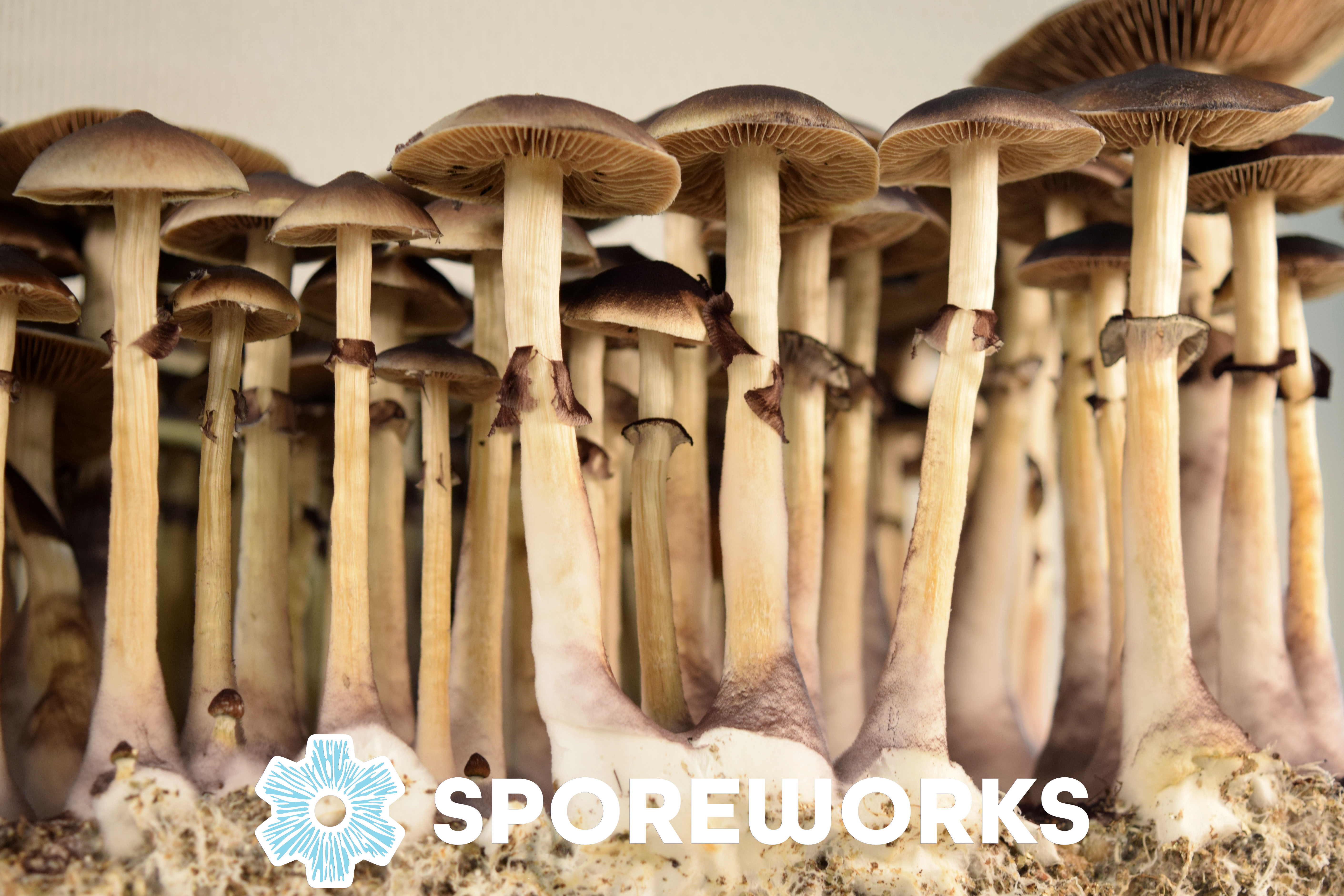 Psilocybe cubensis : Golden Teacher