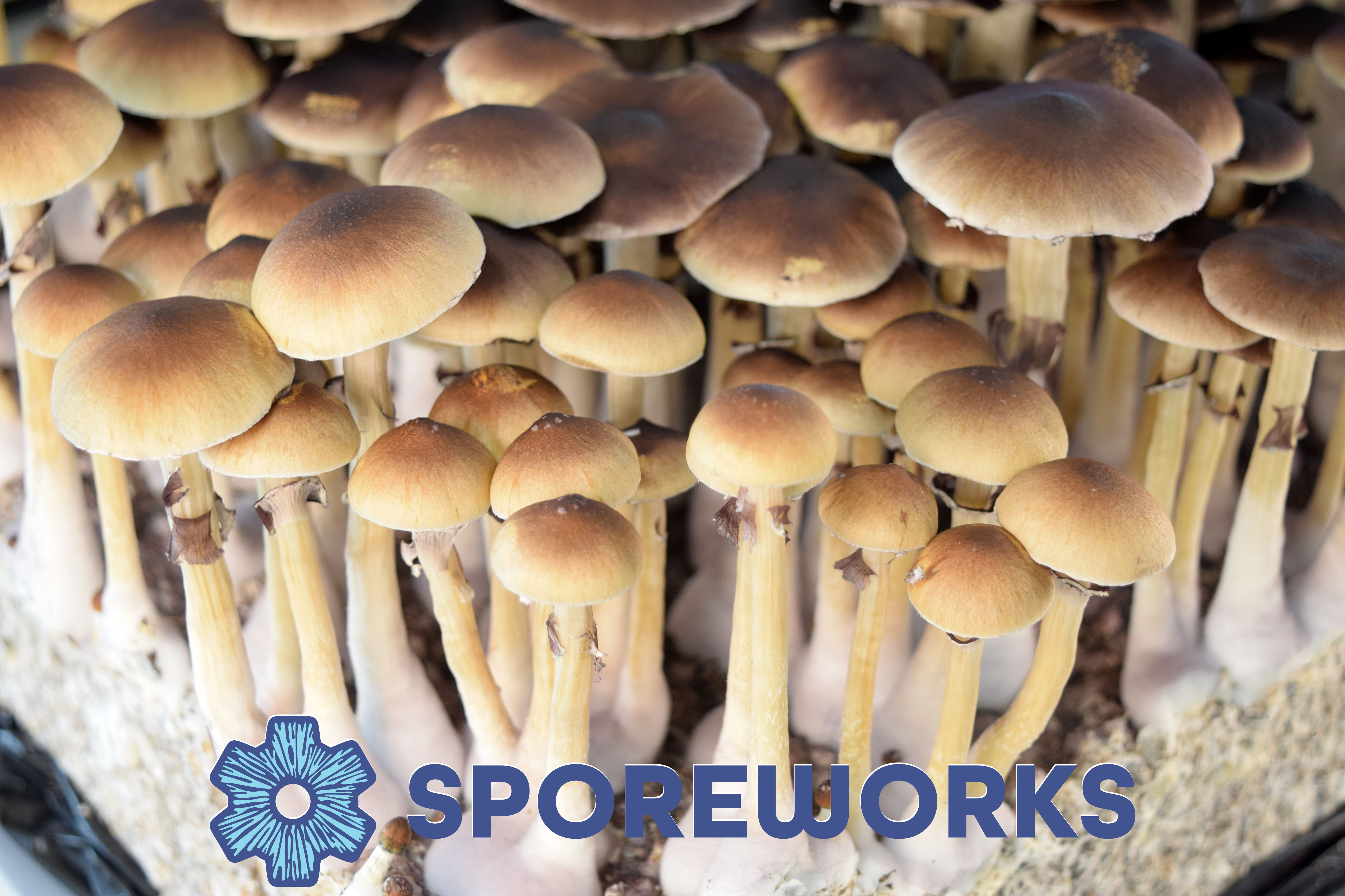 Psilocybe cubensis : Golden Teacher