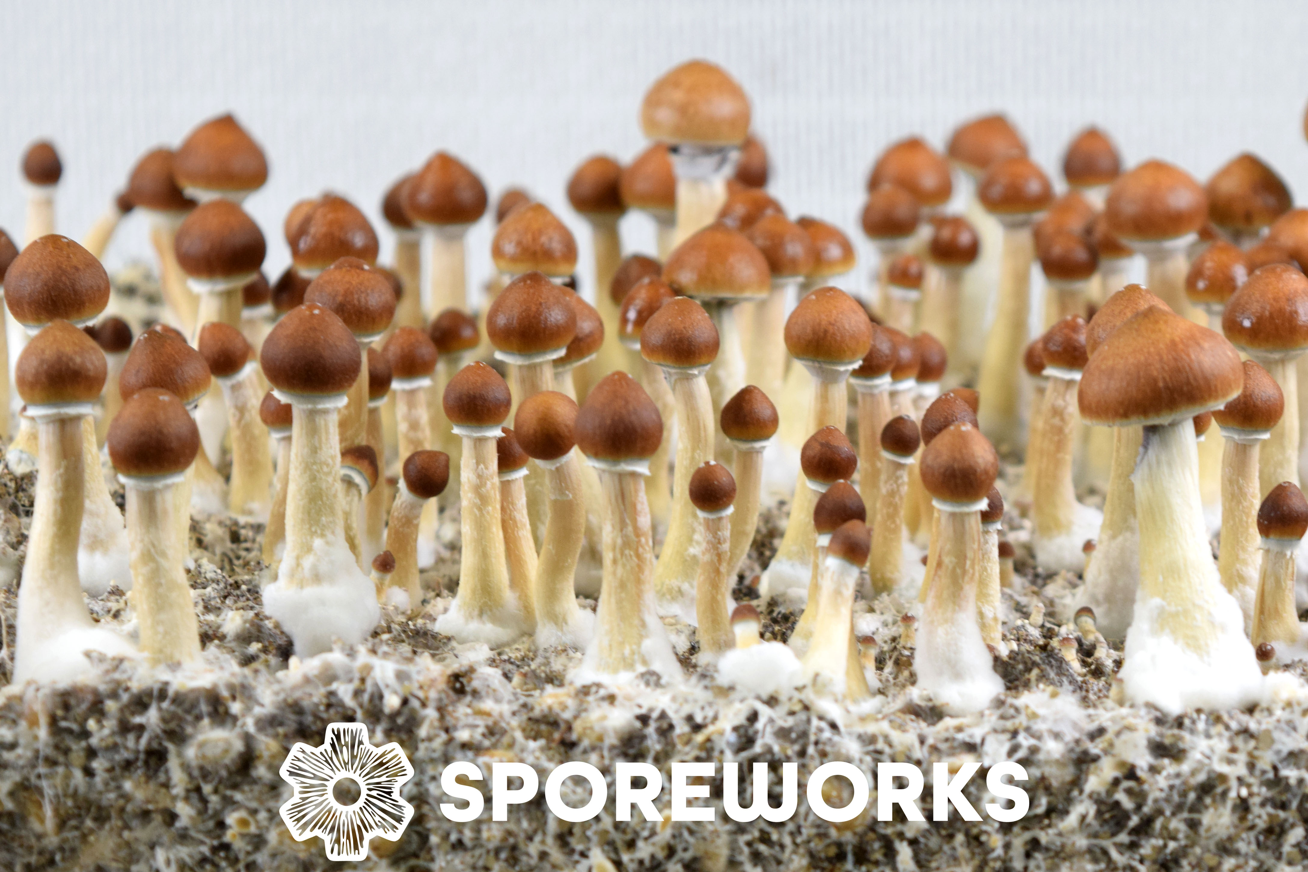 Psilocybe cubensis : Golden Teacher Strain