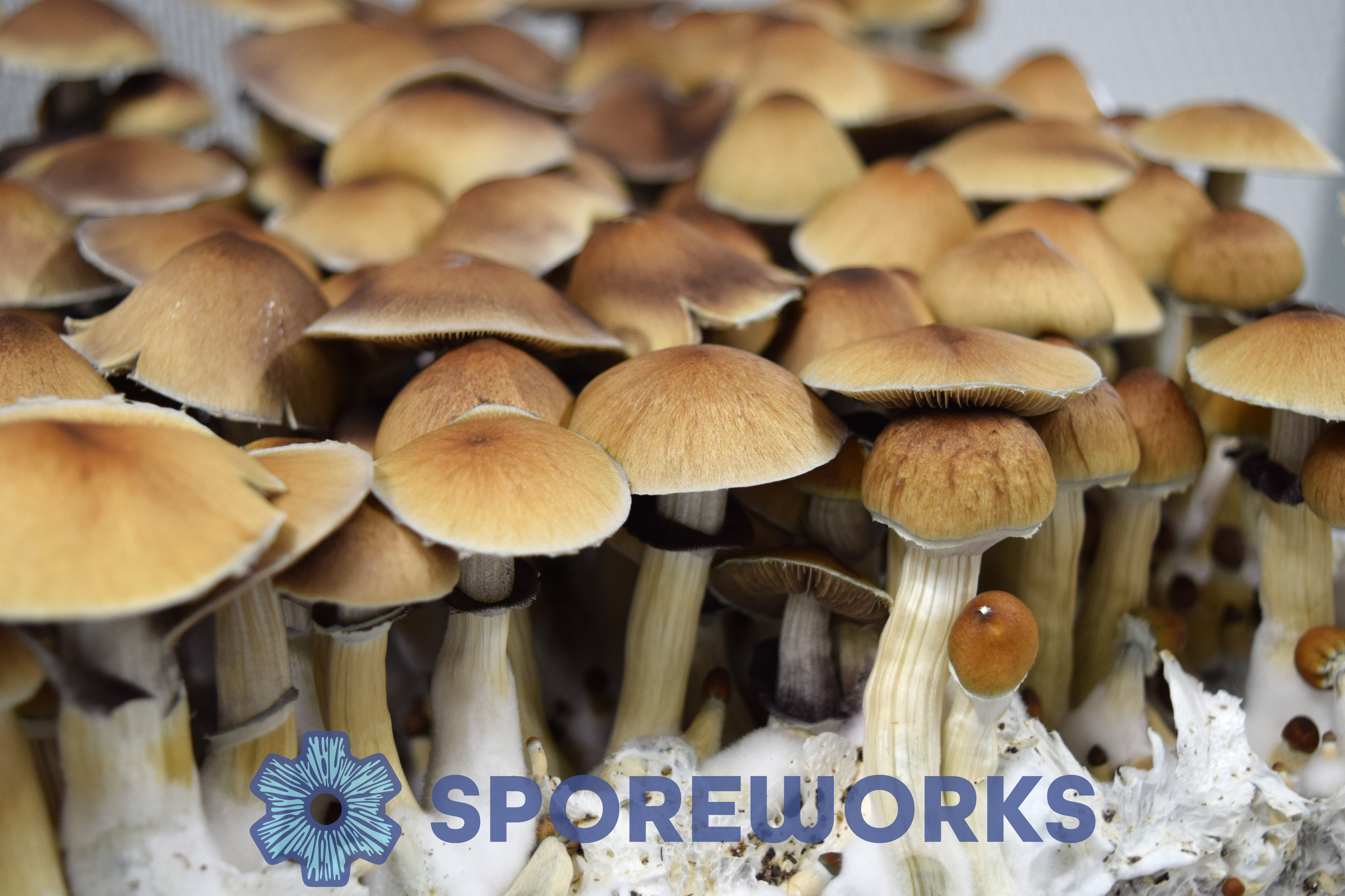 Psilocybe cubensis : Huautla Isolated Spore Syringe