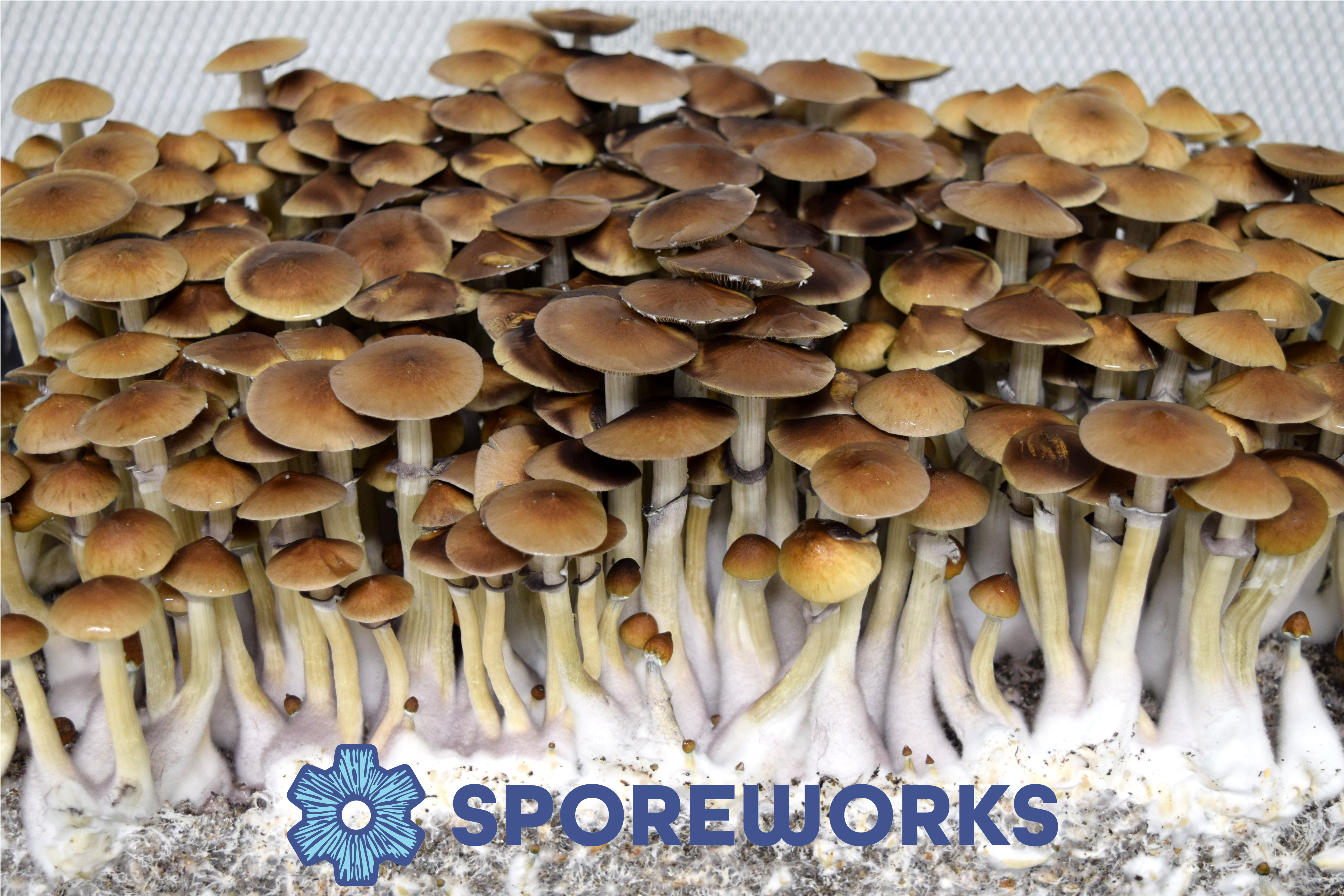 Psilocybe cubensis : Koh Samui