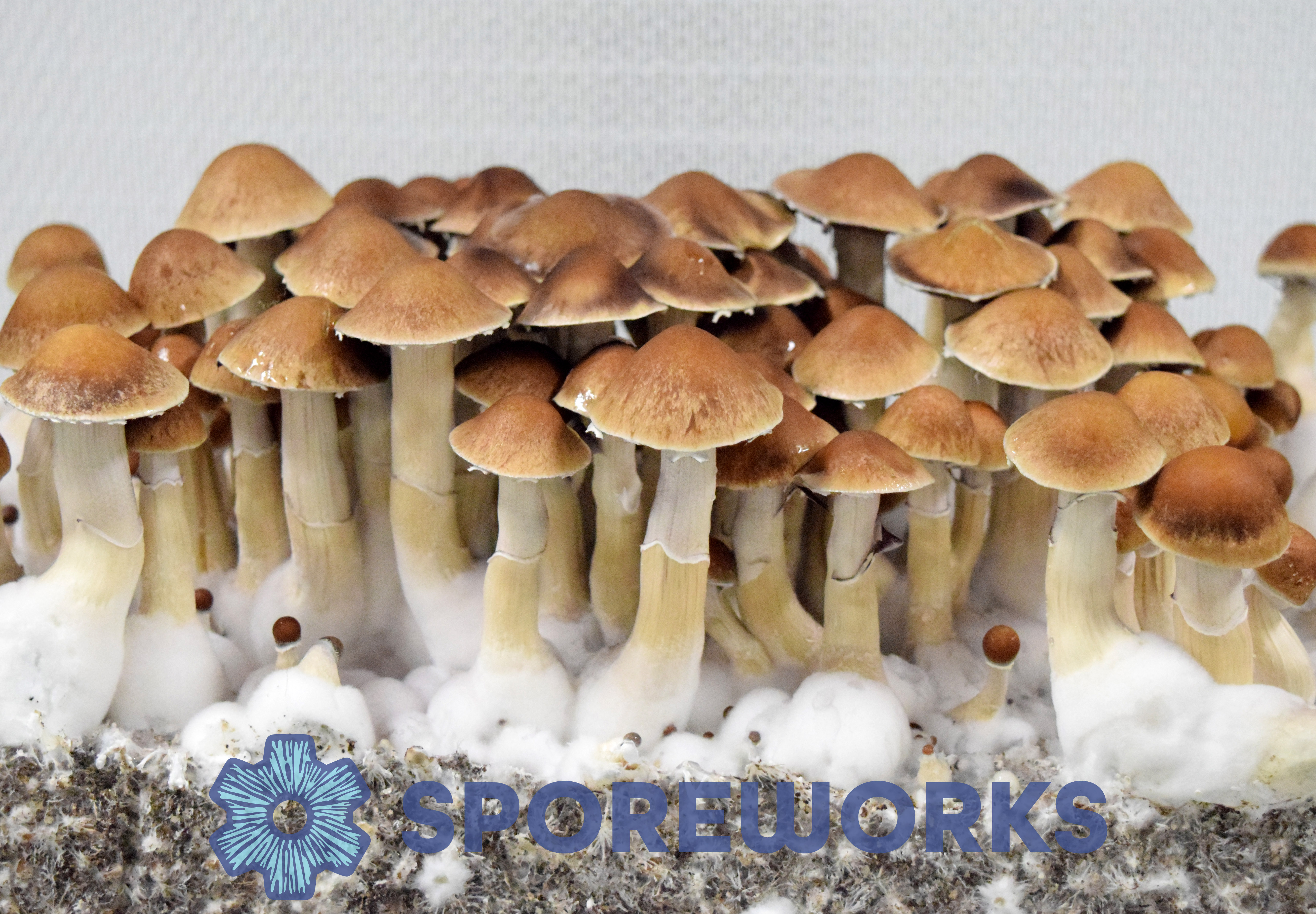 Psilocybe cubensis : MDK Isolated Spore Syringe