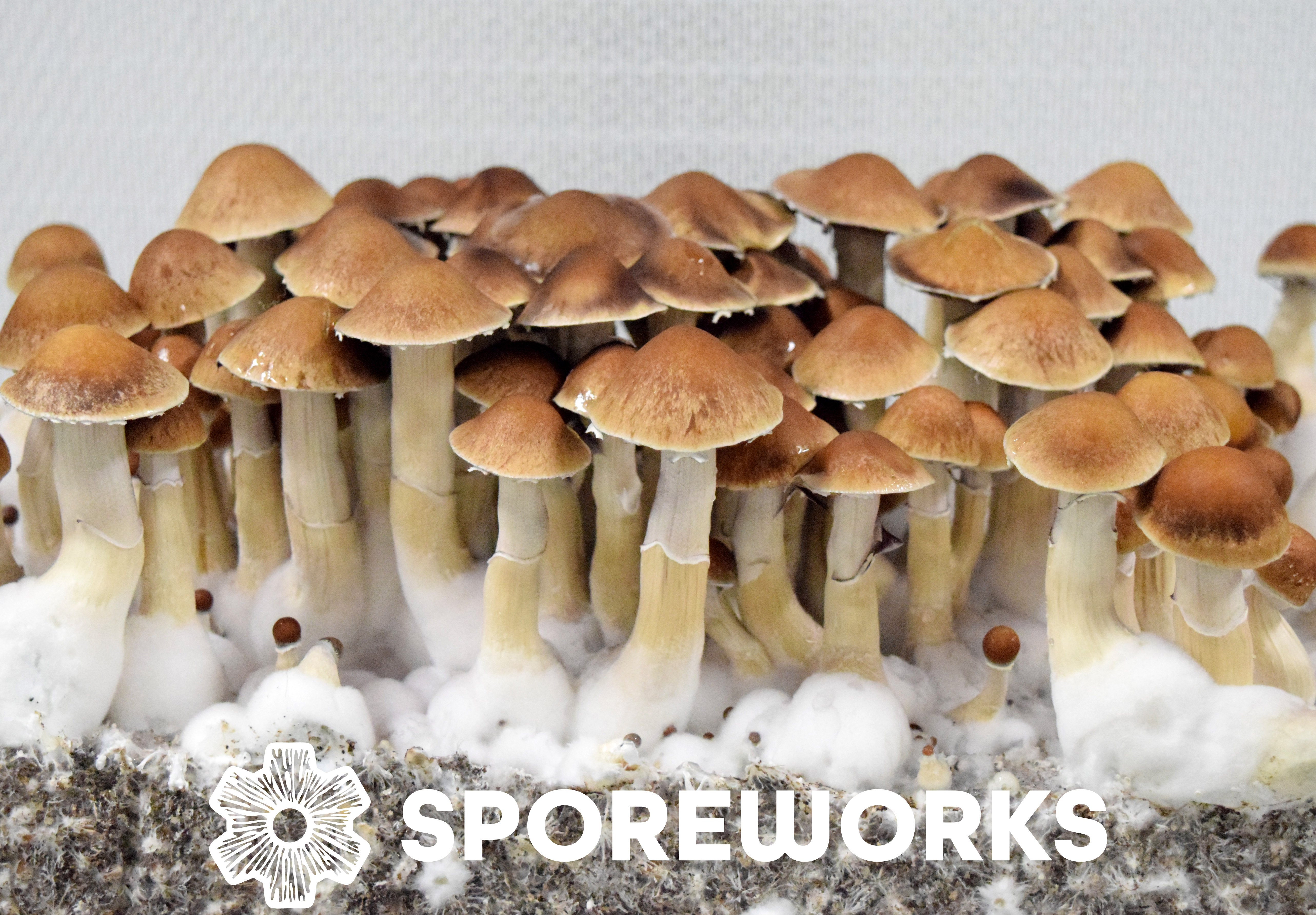 Psilocybe cubensis : Mexican Dutch King Spore Isolate