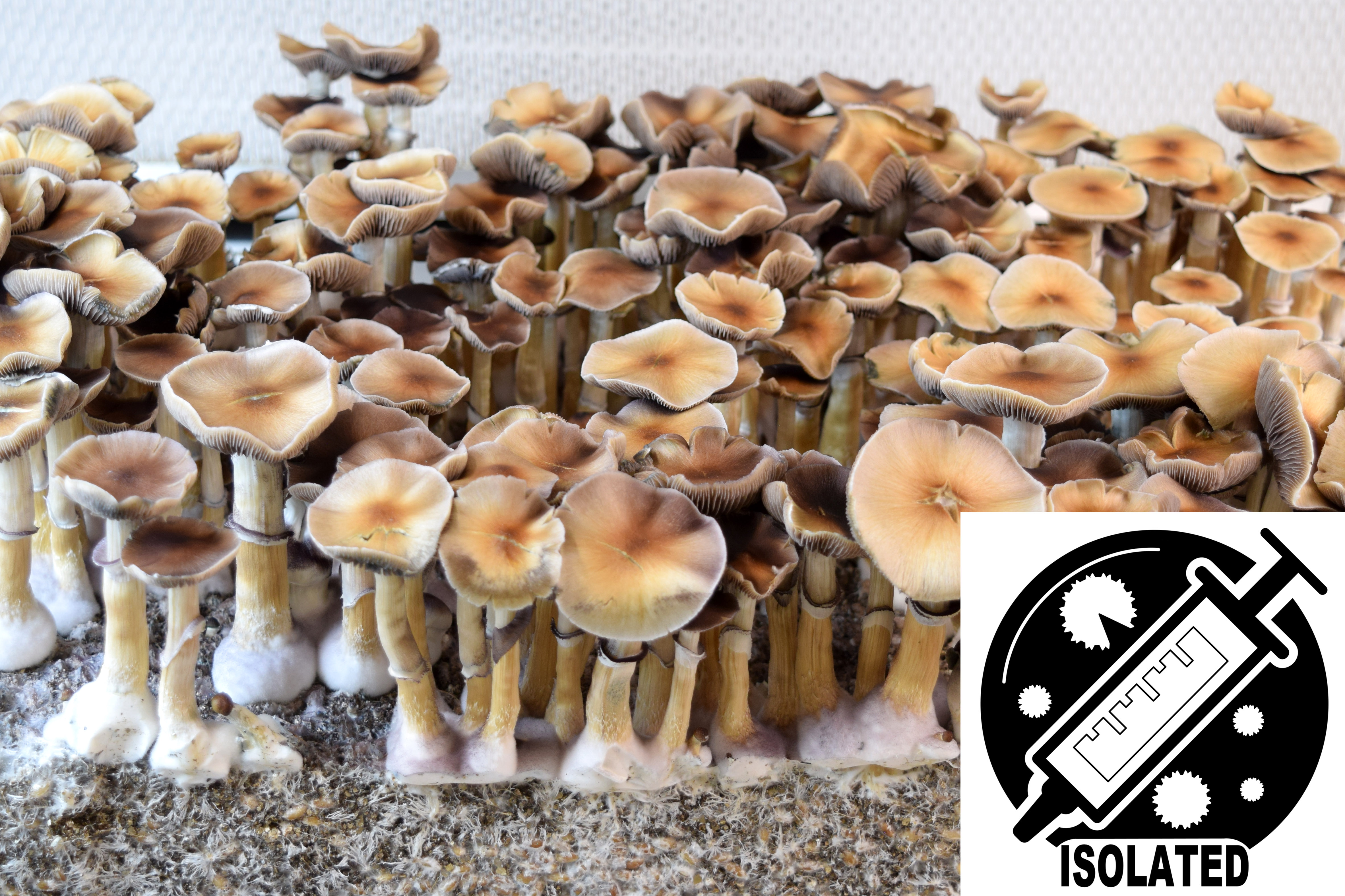 Psilocybe cubensis : Oak Ridge Spore Isolate Syringe