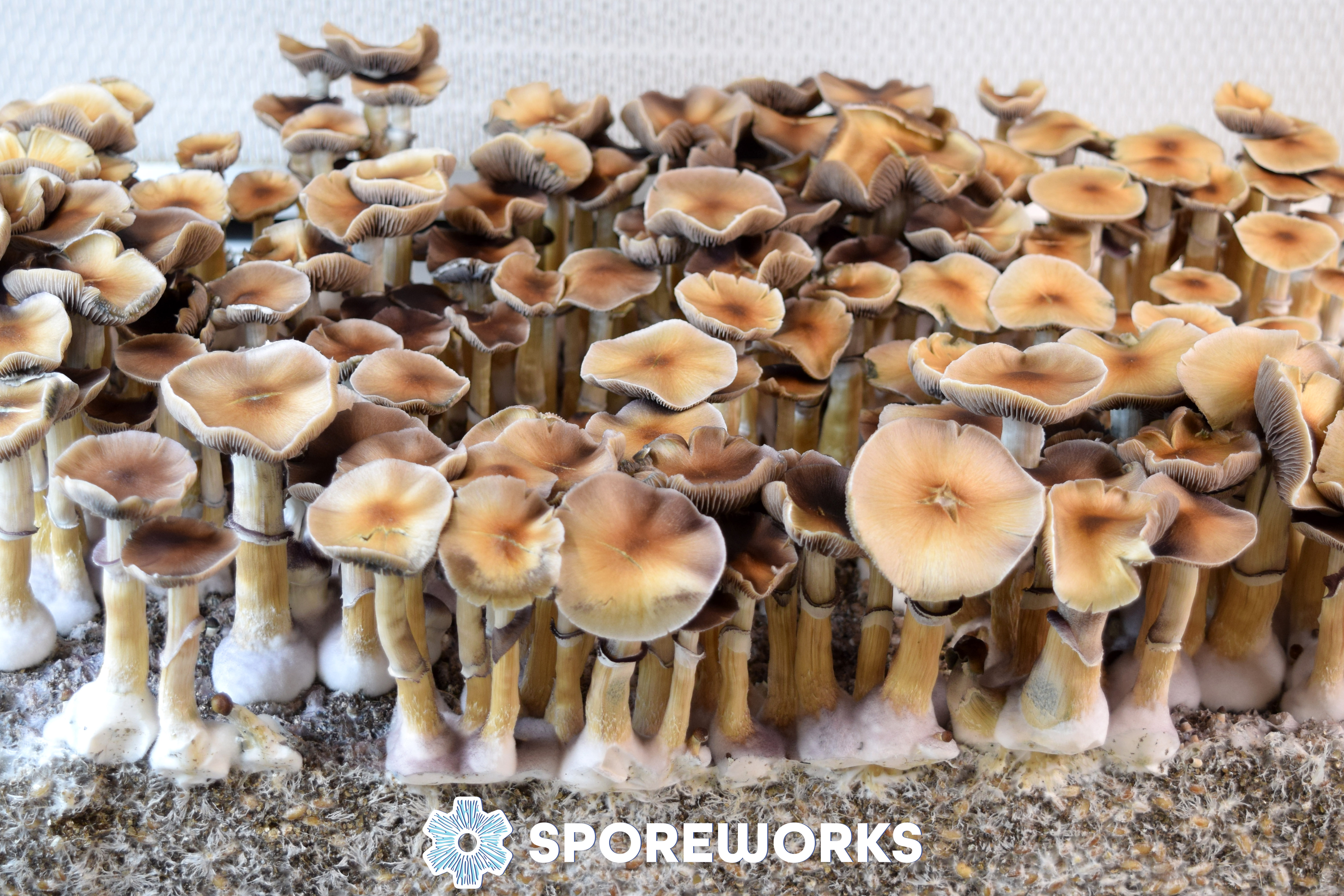 Psilocybe cubensis : Oak Ridge