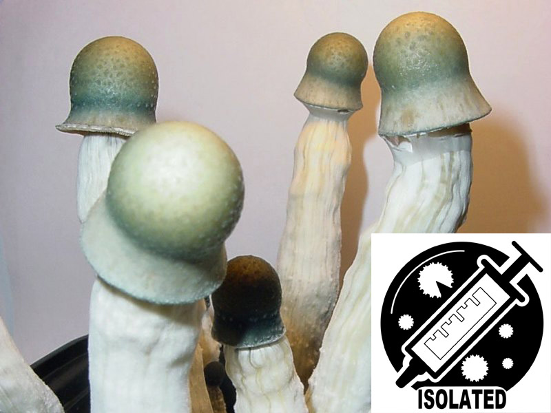 Psilocybe cubensis : Penis Envy Uncut Spore Isolate