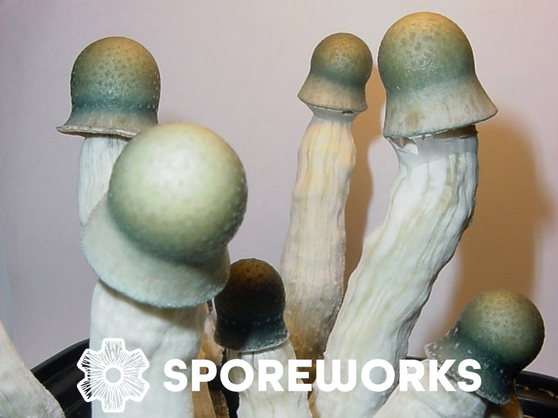 Penis Envy Unut : Psilocybe cubensis
