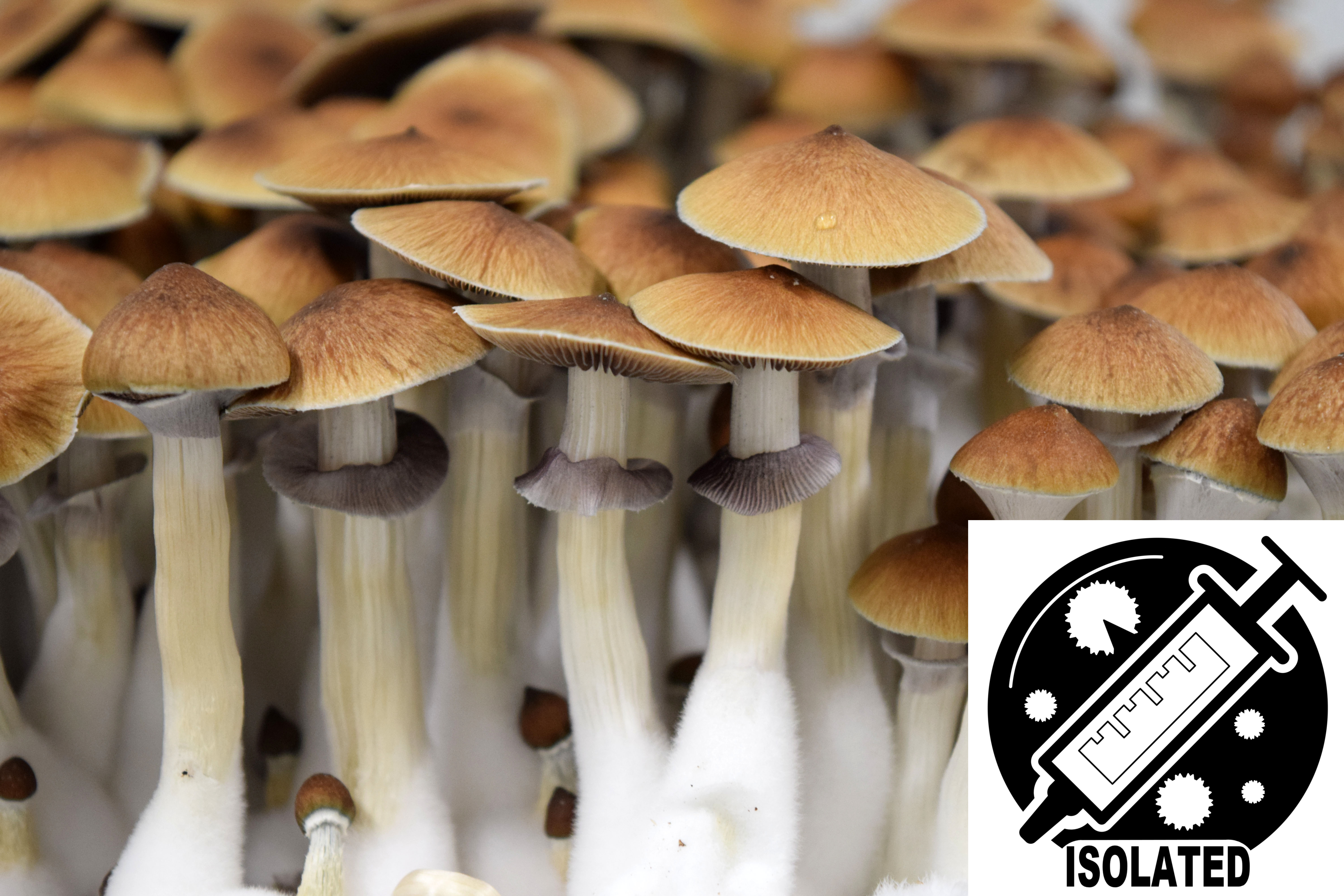 Psilocybe cubensis : PES Amazonian Spore Isolate