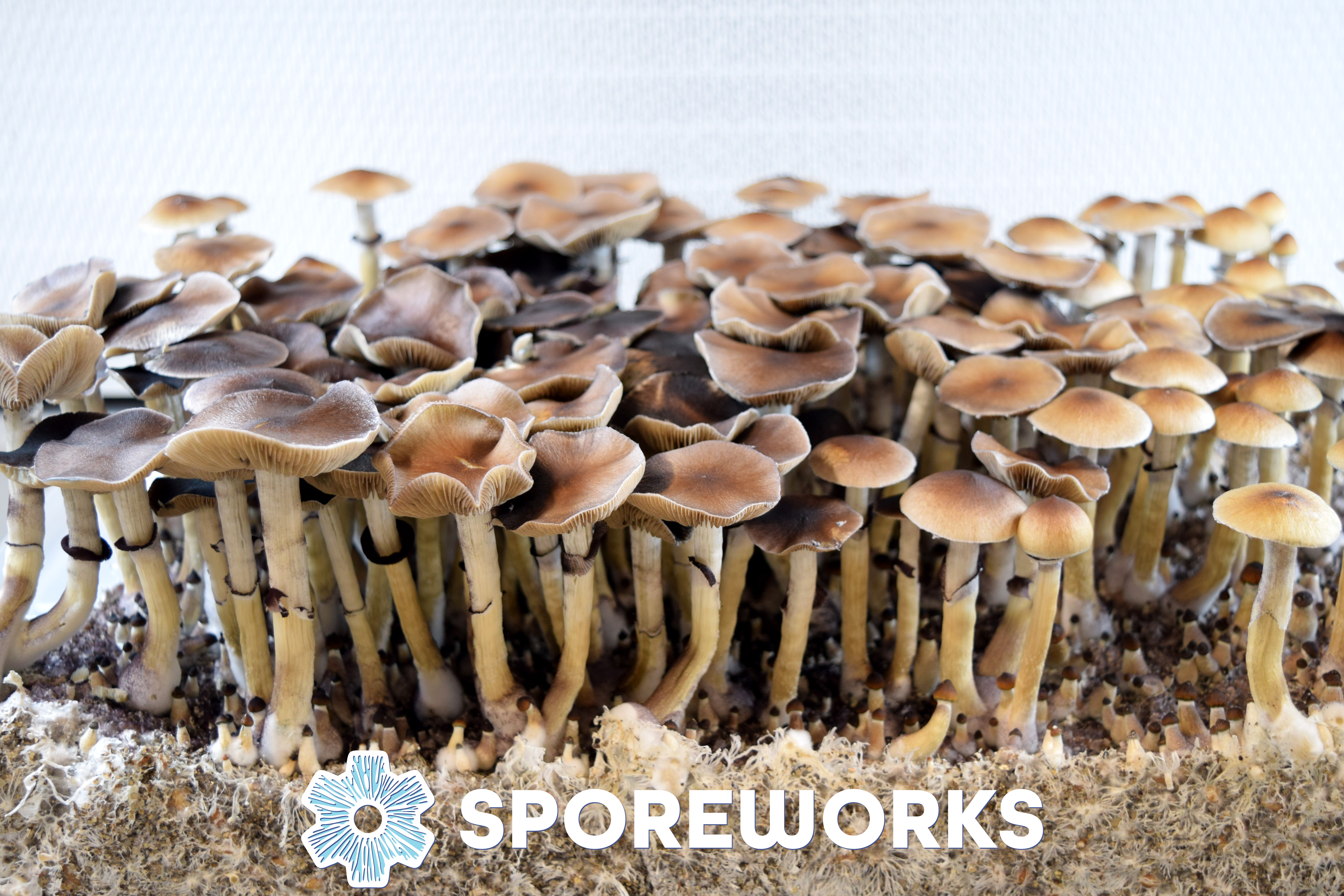 Psilocybe cubensis : PES Hawaiian
