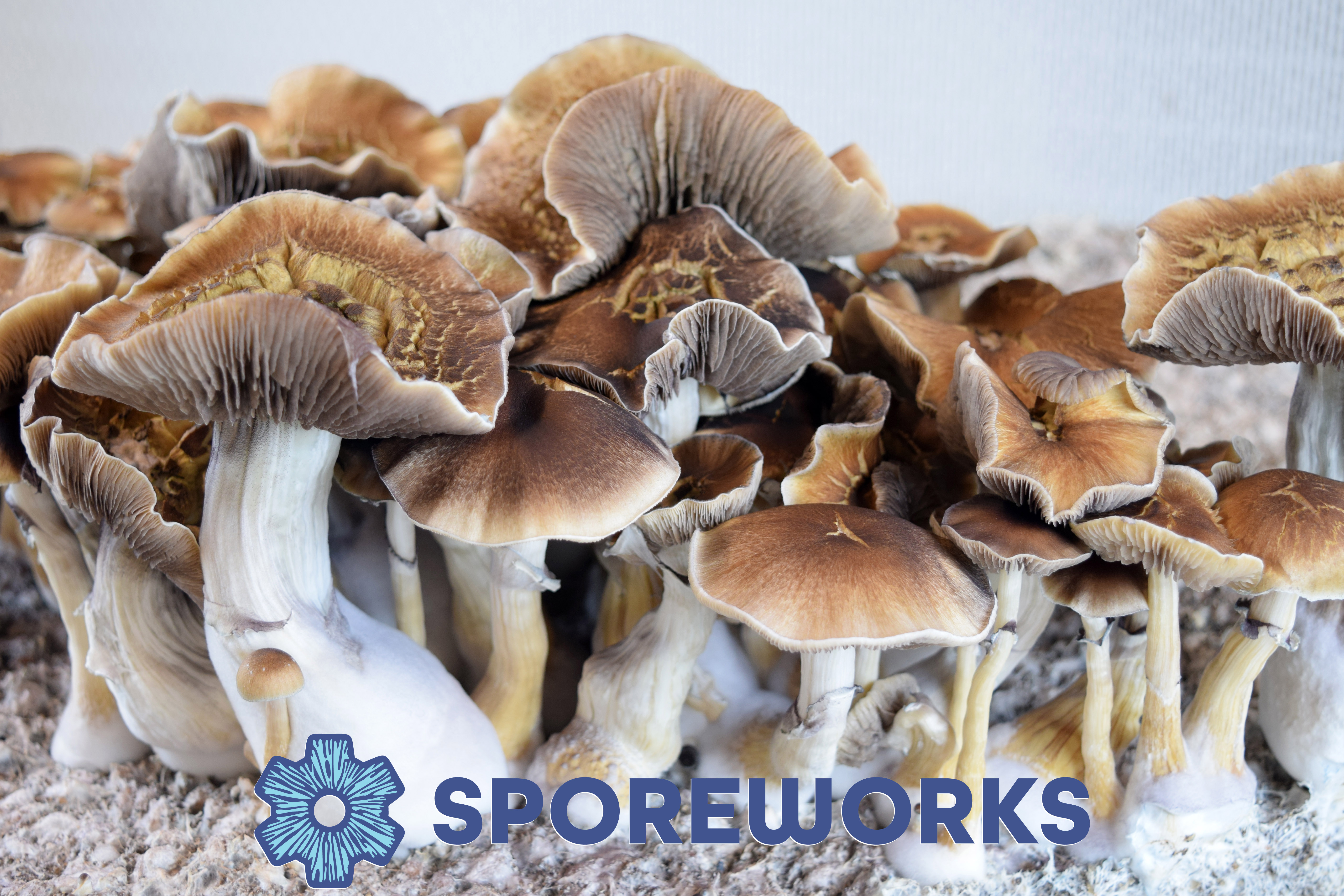Psilocybe cubensis : Tidal Wave Spore Isolate